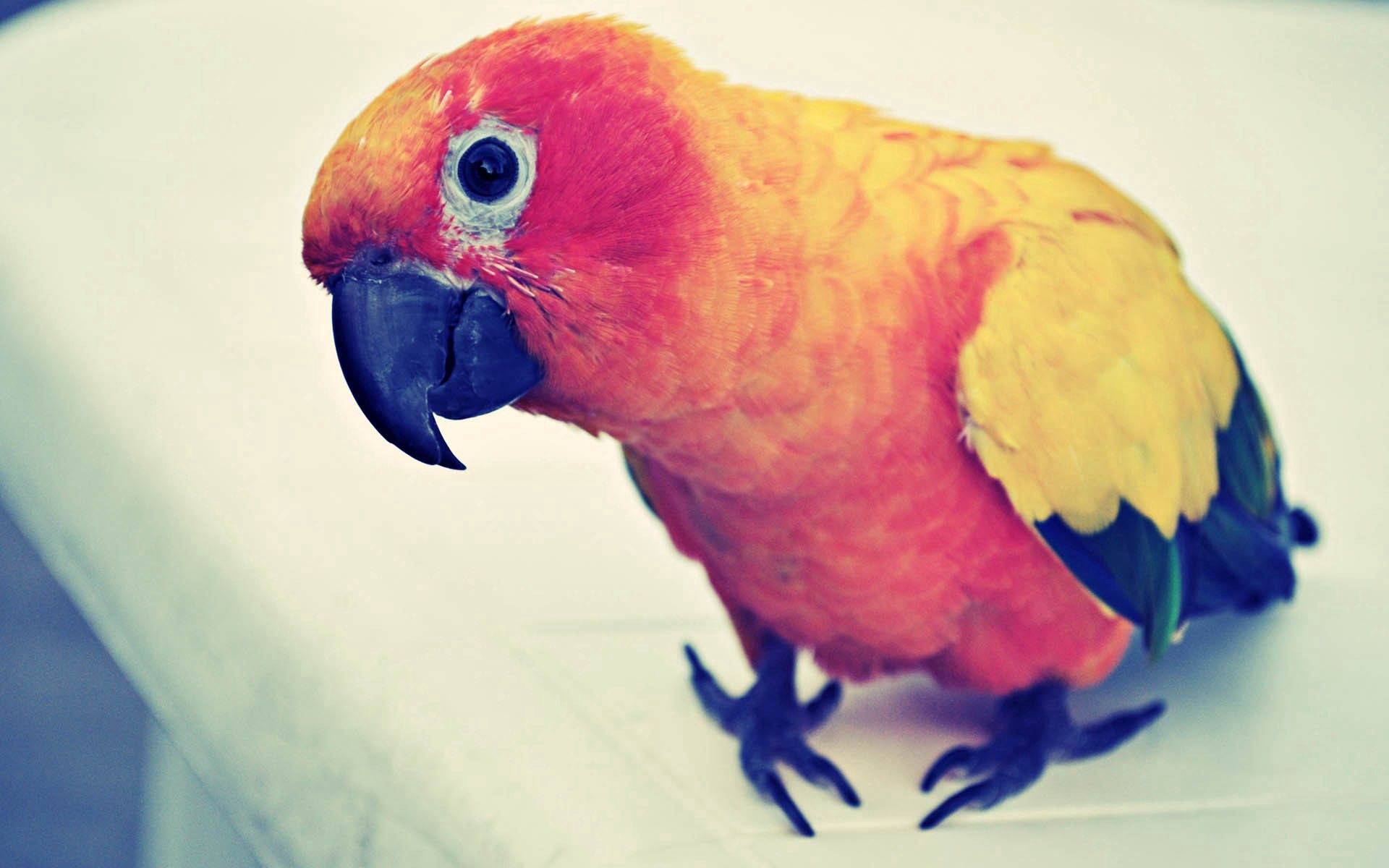 Free download wallpaper Animals, Beak, Parrots, Bird, Motley, Multicolored on your PC desktop