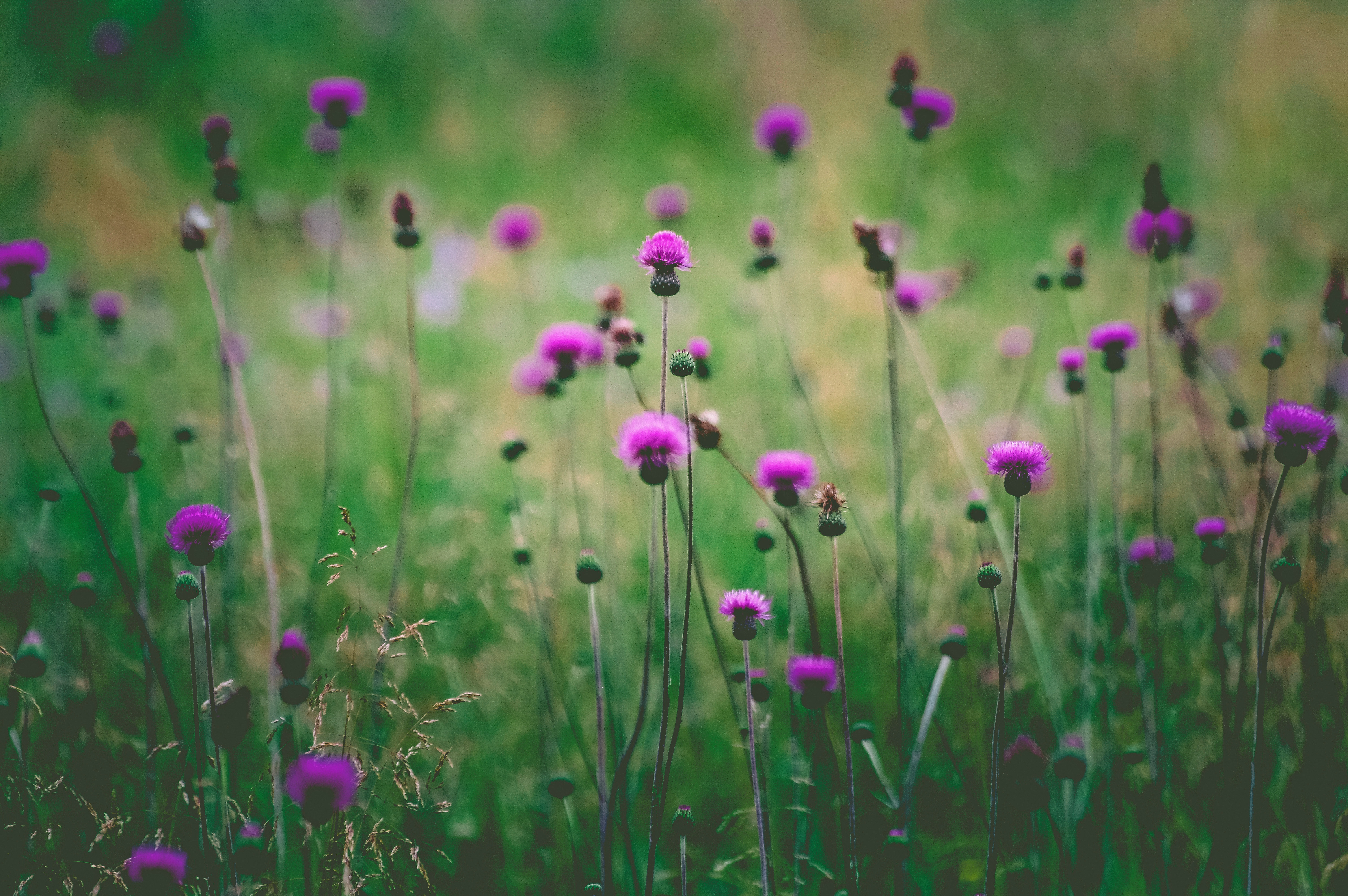 Free download wallpaper Nature, Flowers, Flower, Blur, Earth, Purple Flower on your PC desktop