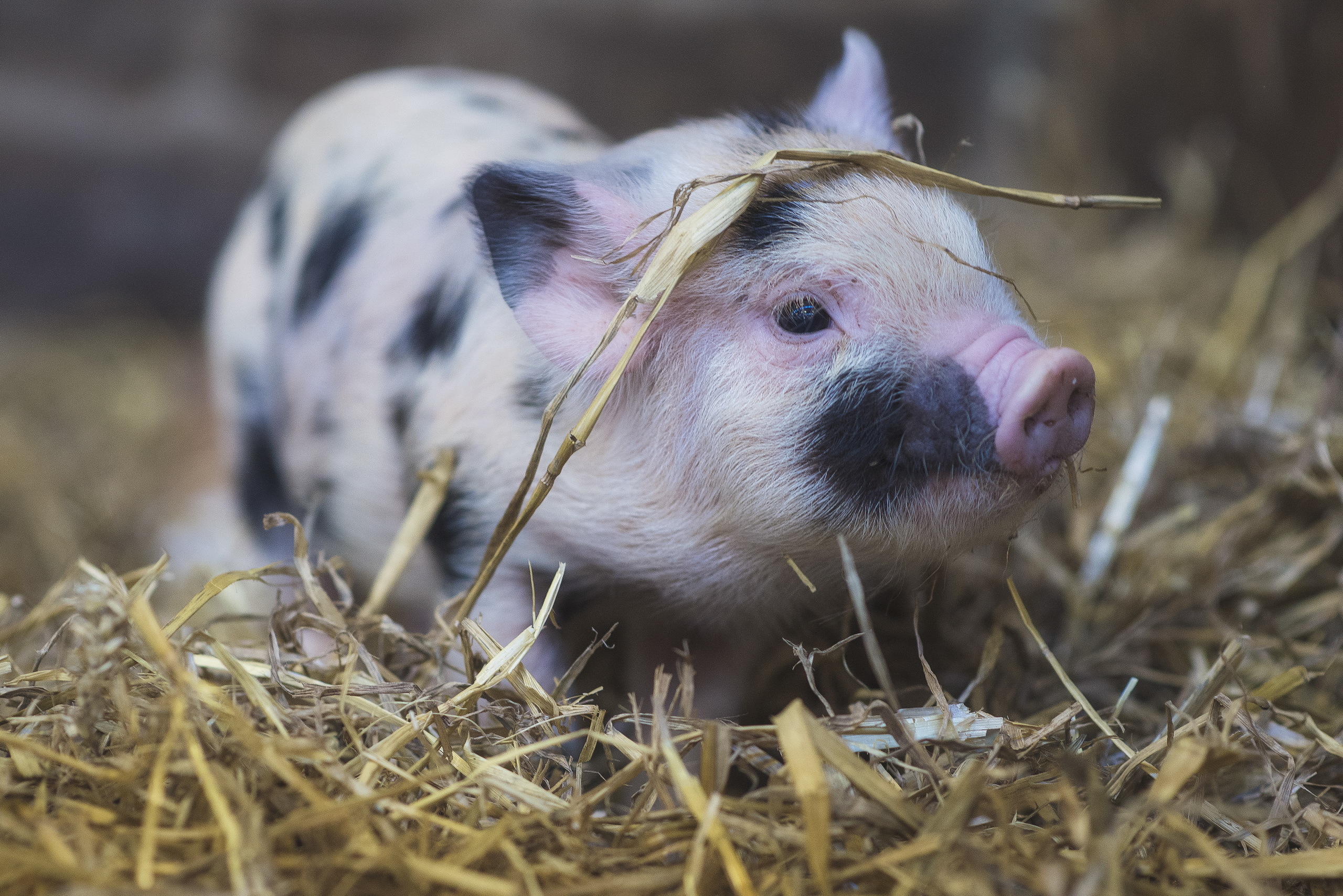 Free download wallpaper Animal, Pig, Baby Animal on your PC desktop