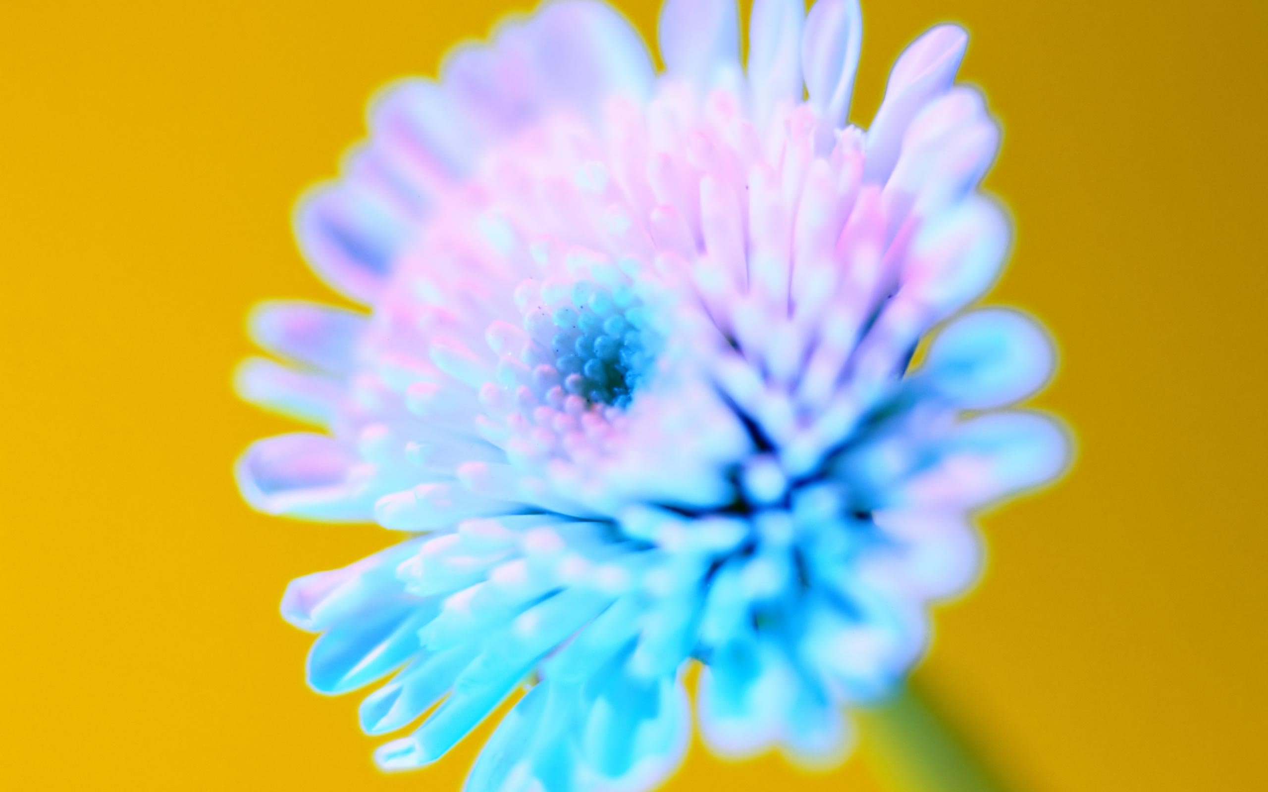 Laden Sie das Blumen, Blume, Künstlerisch-Bild kostenlos auf Ihren PC-Desktop herunter