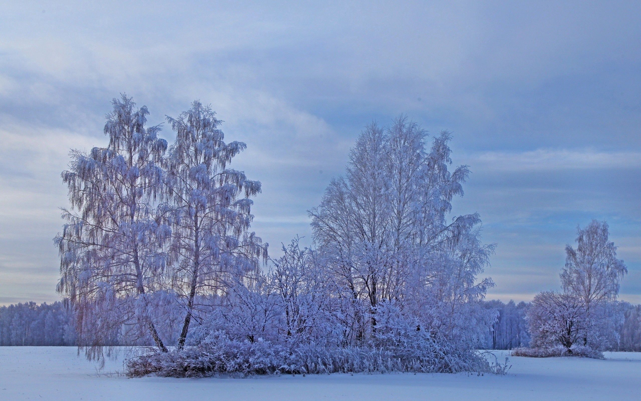 Скачать обои бесплатно Природа, Иней, Деревья, Снег, Зима картинка на рабочий стол ПК