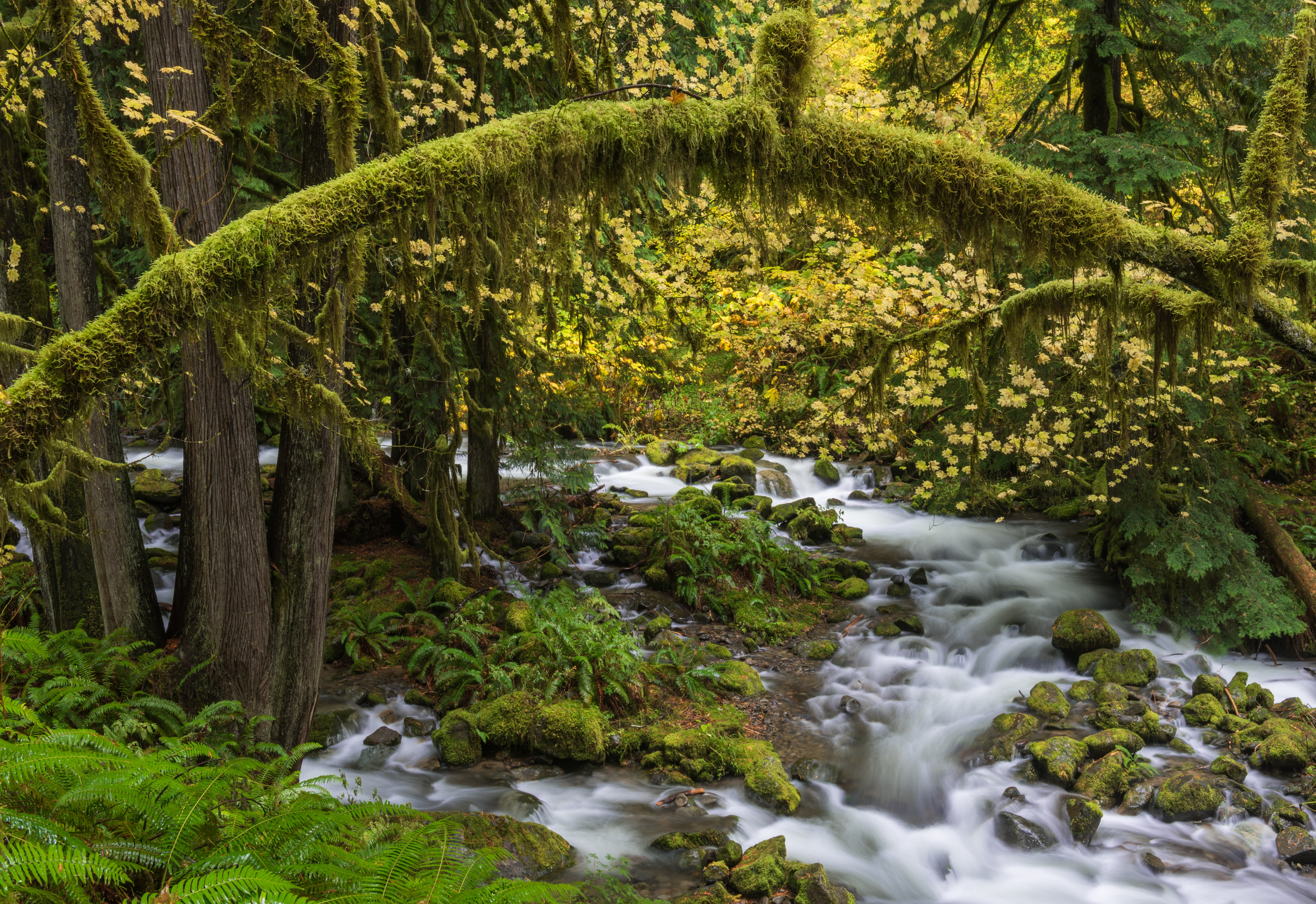 Descarga gratis la imagen Naturaleza, Árbol, Musgo, Chorro, Flor Amarilla, Tierra/naturaleza en el escritorio de tu PC