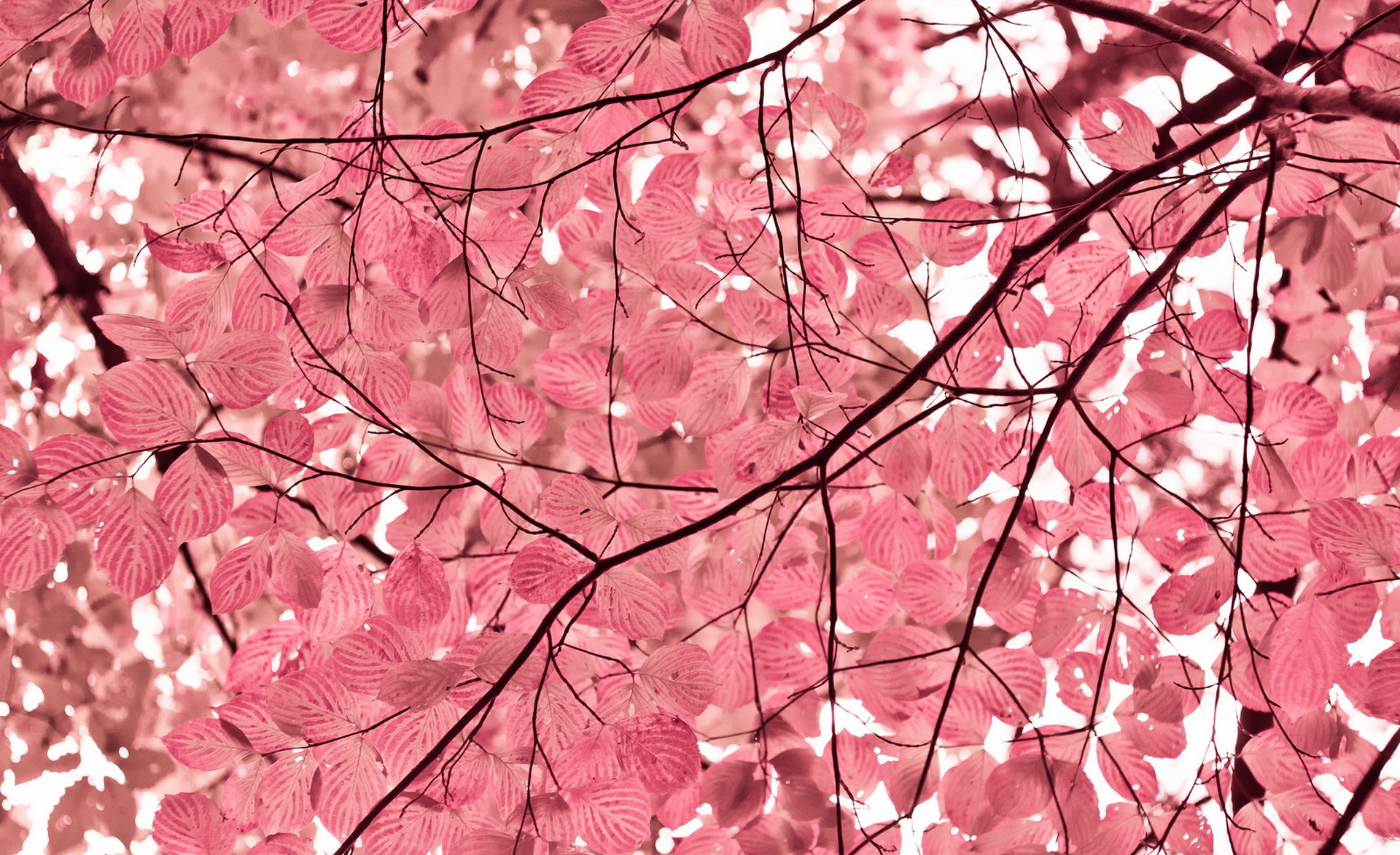 Téléchargez gratuitement l'image Rose, Feuille, Branche, Artistique sur le bureau de votre PC