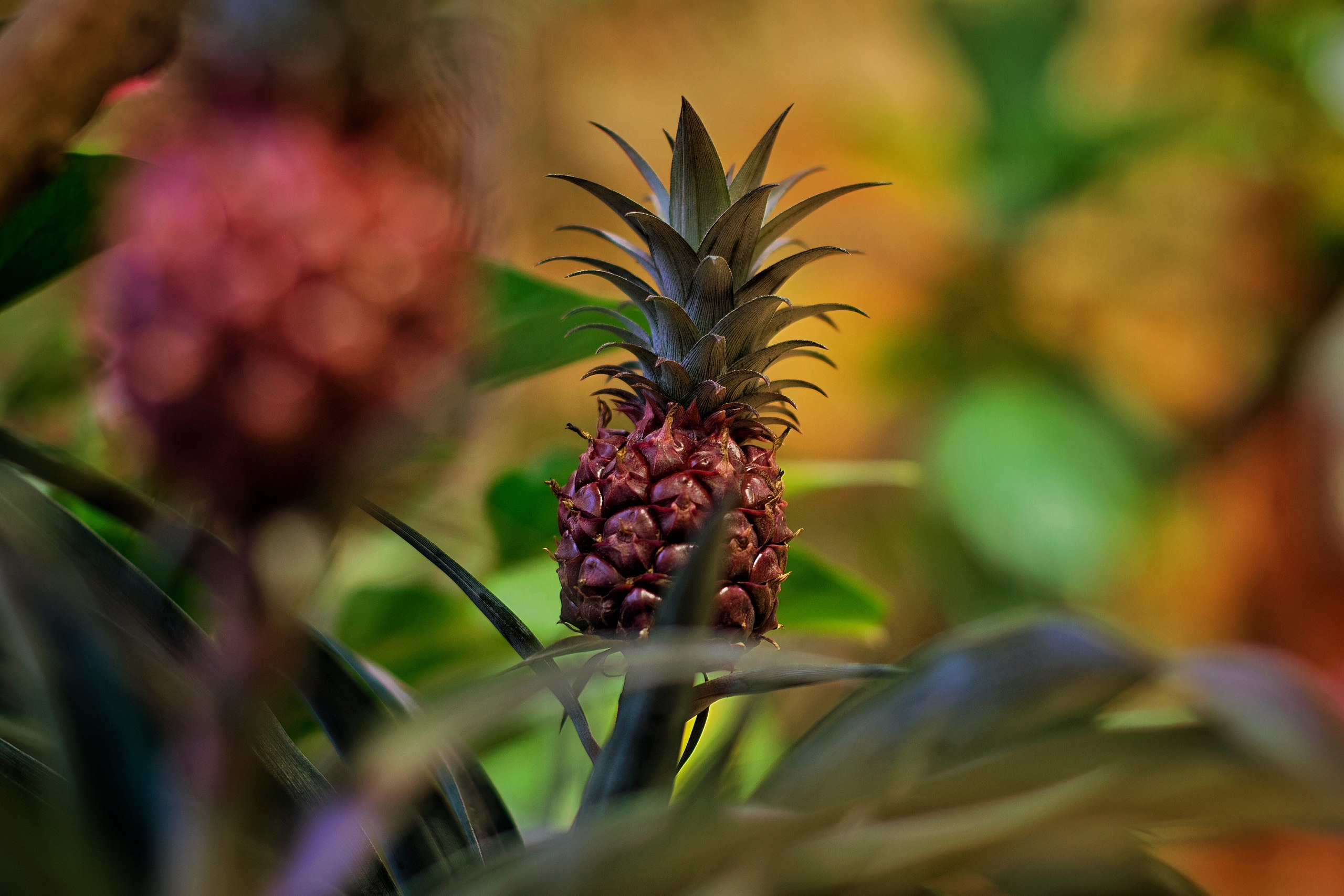 Download mobile wallpaper Fruits, Food, Pineapple for free.