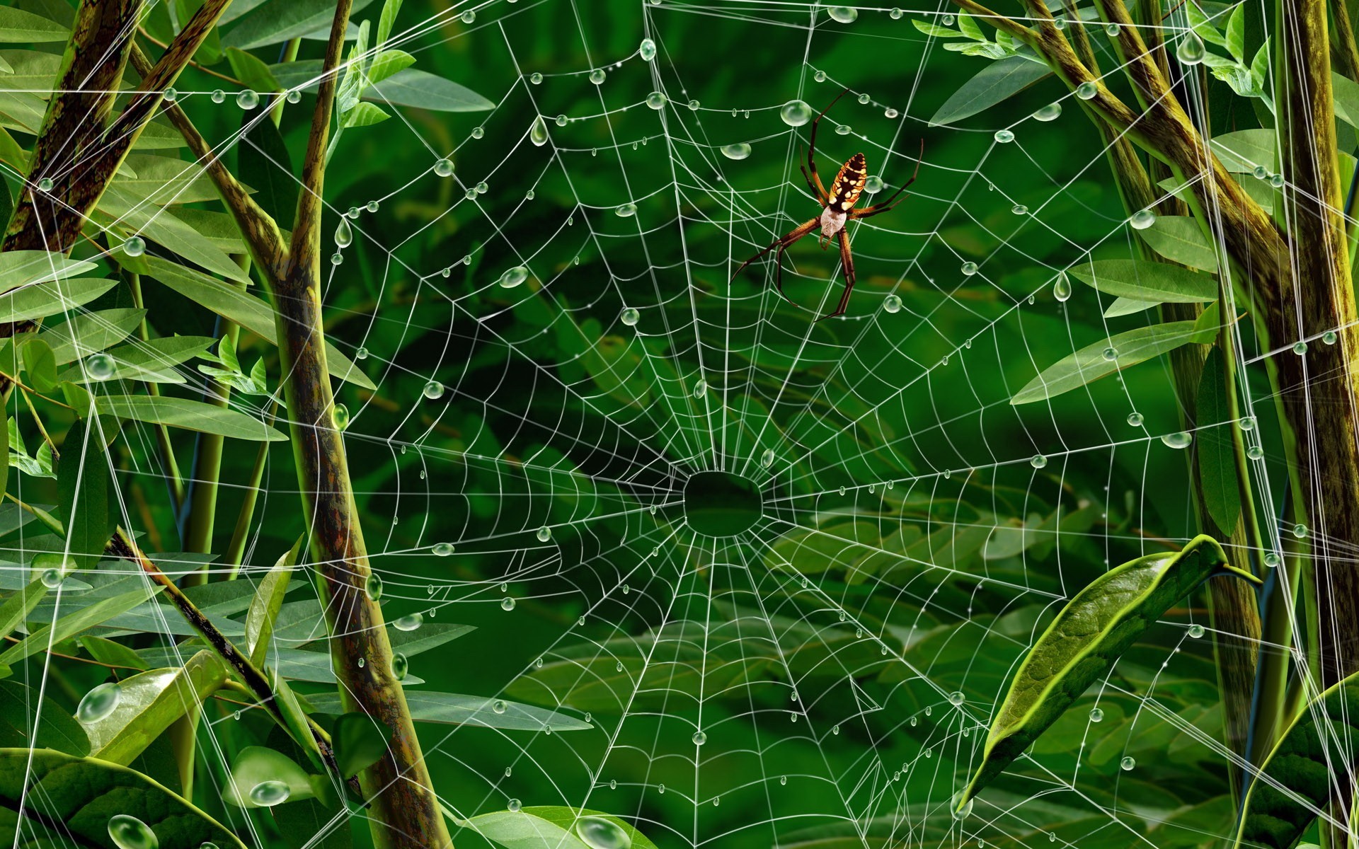 22705 Bild herunterladen insekten, web, spiders, bilder, grün - Hintergrundbilder und Bildschirmschoner kostenlos