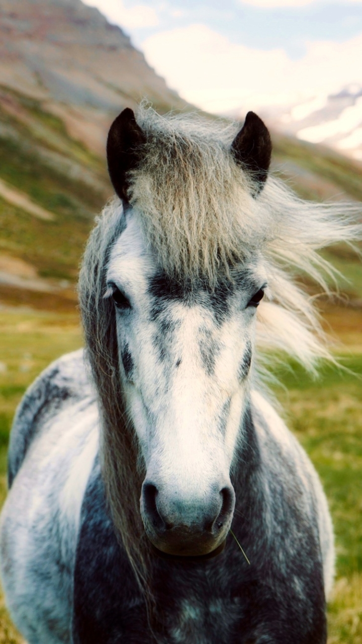 Handy-Wallpaper Tiere, Berg, Gebirge, Hauspferd, Starren, Tiefenschärfe kostenlos herunterladen.