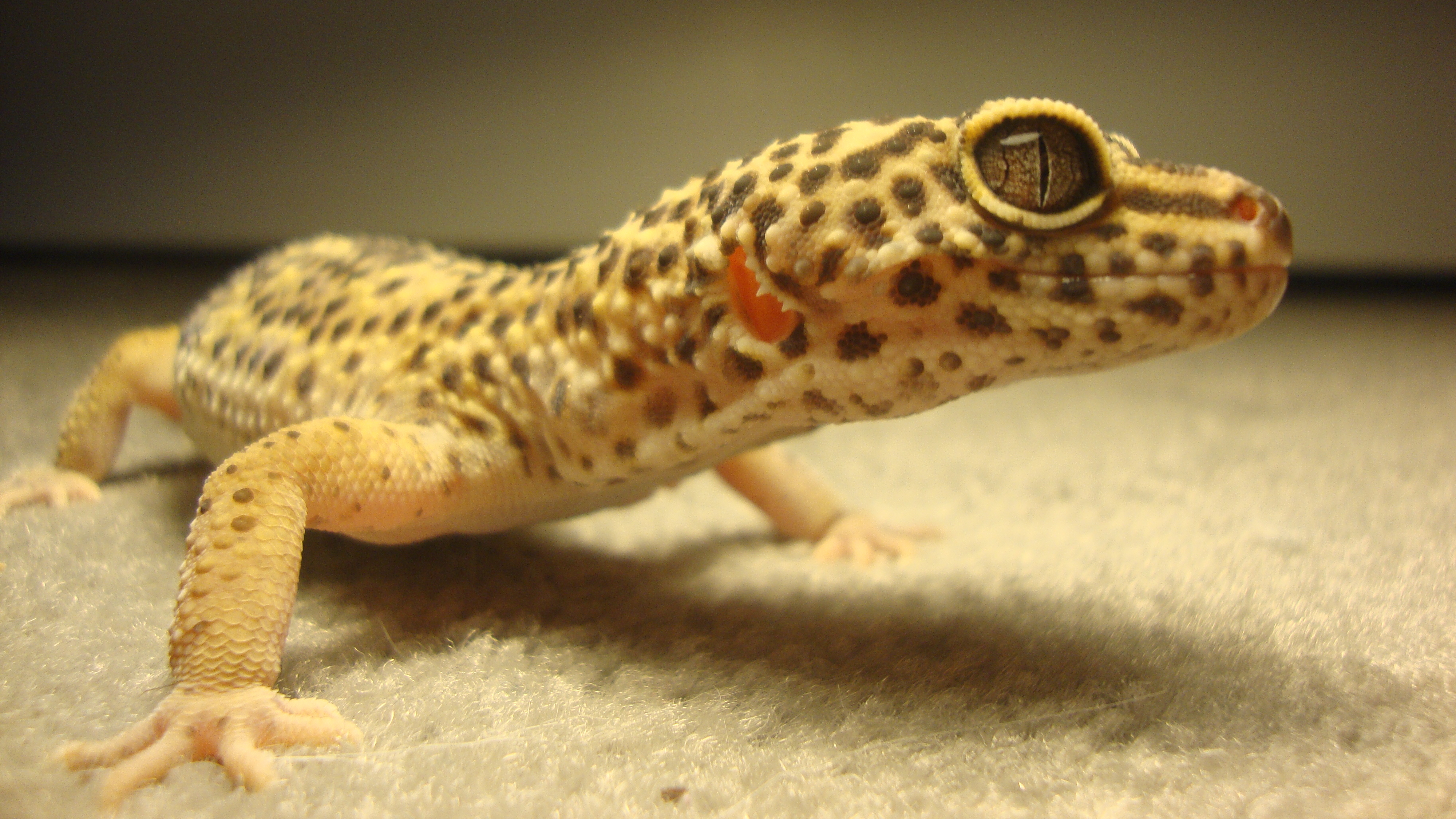 670529 descargar imagen animales, gecko leopardo: fondos de pantalla y protectores de pantalla gratis
