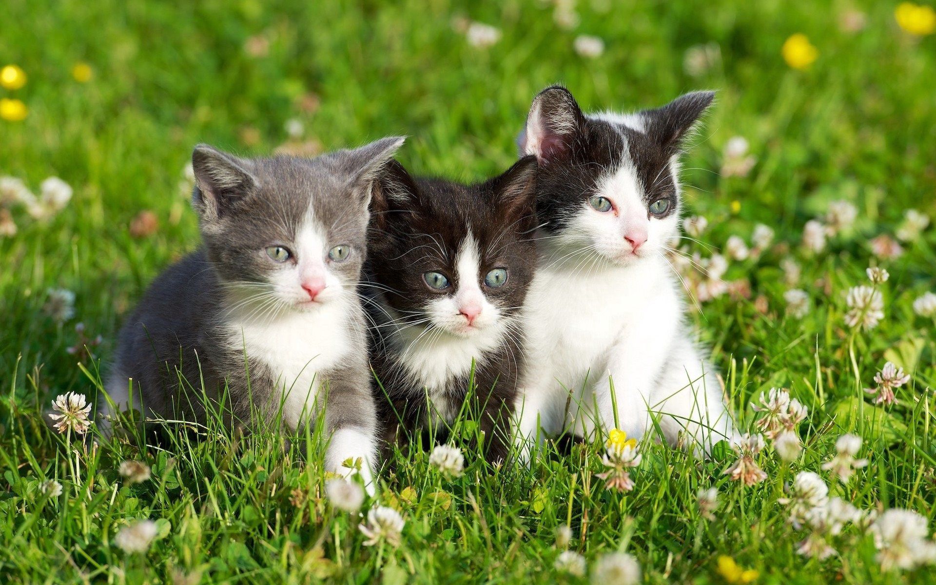 spotted, animals, grass, three, kittens