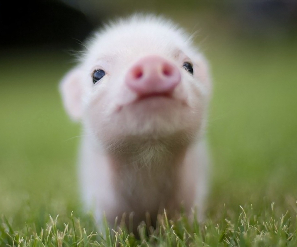 Download mobile wallpaper Animal, Cute, Pig, Baby Animal for free.