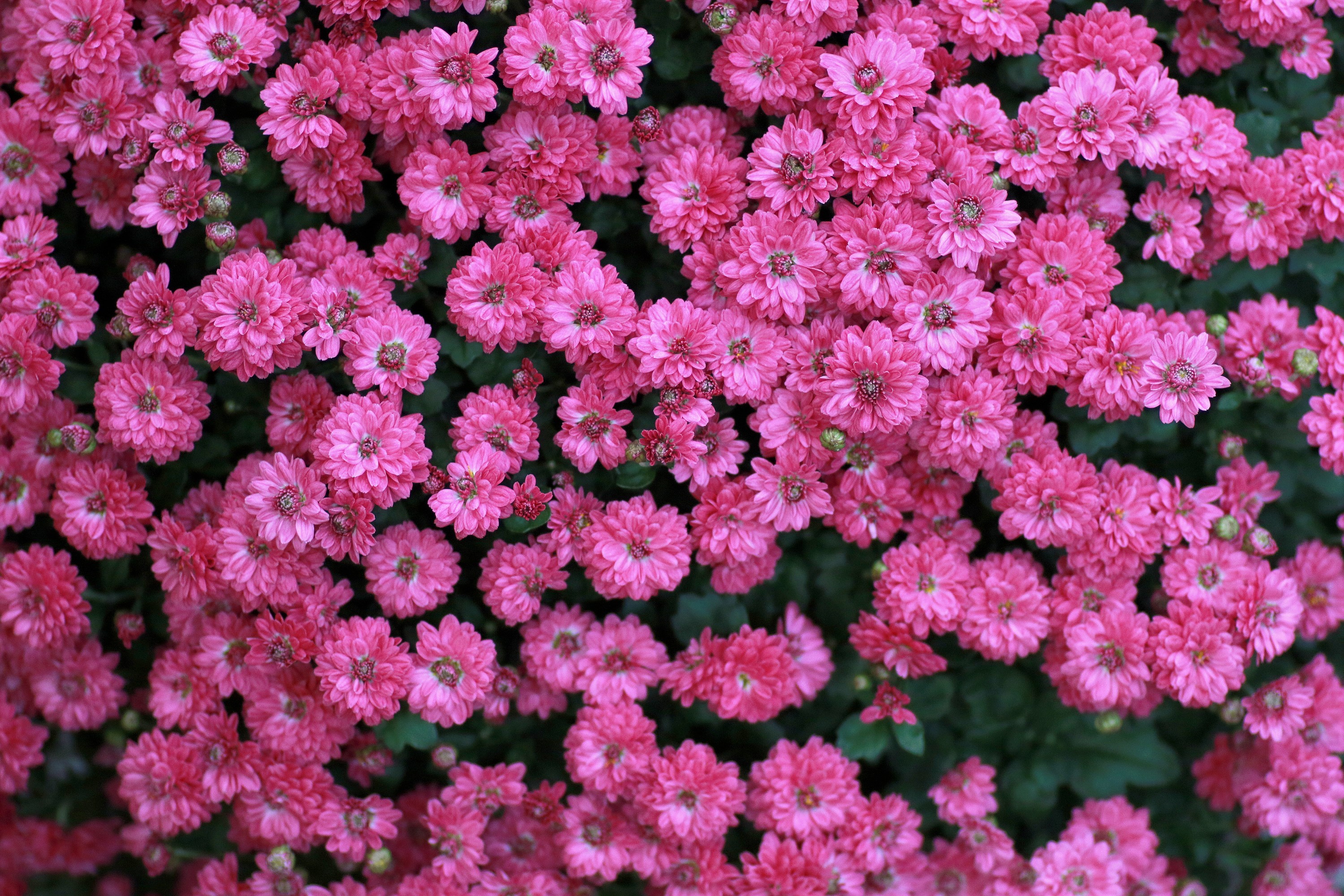 Laden Sie das Blumen, Blume, Erde/natur, Pinke Blume, Chrysanthemen-Bild kostenlos auf Ihren PC-Desktop herunter