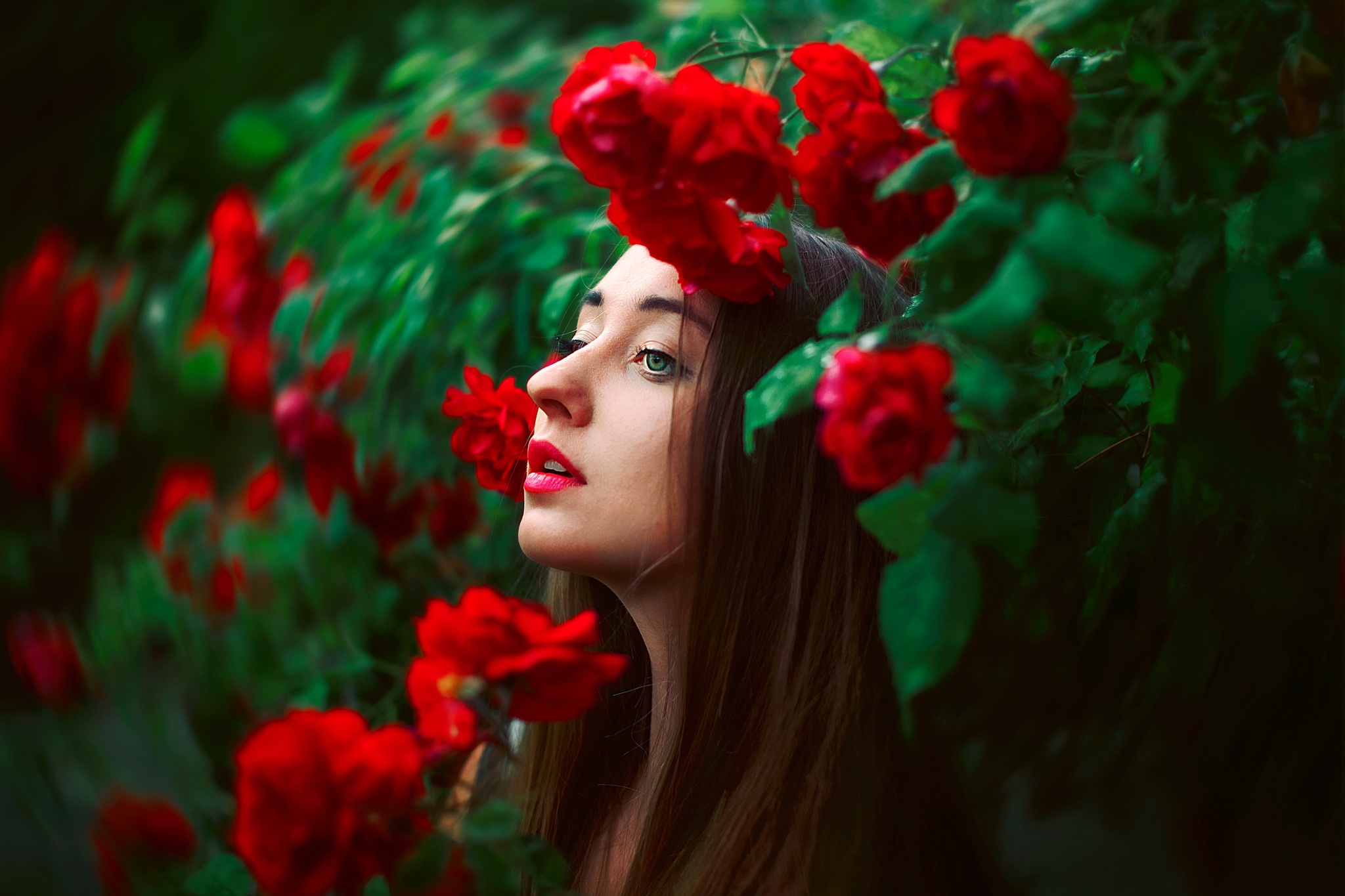 Desktop Backgrounds Red Flower 