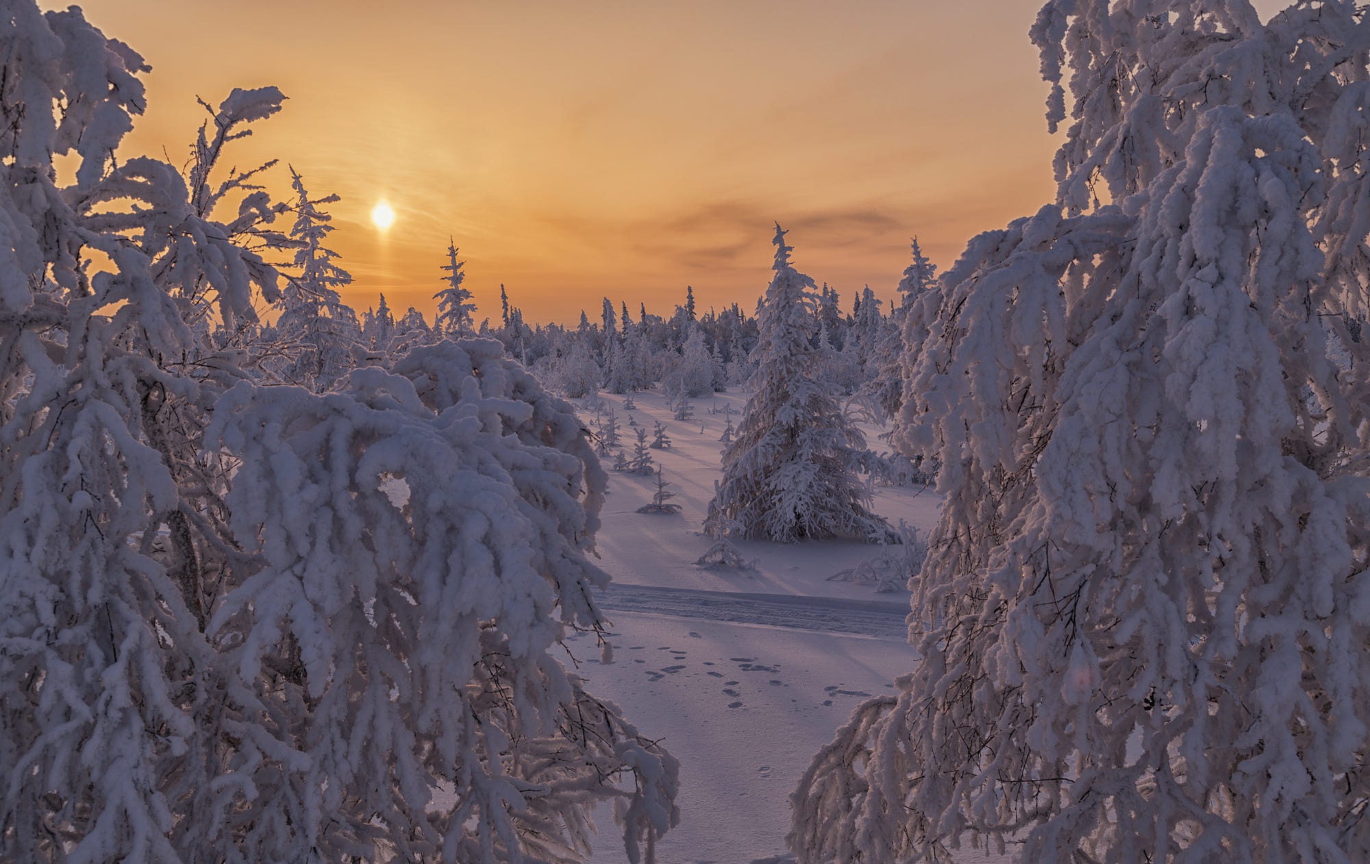 Free download wallpaper Winter, Sunset, Sun, Snow, Forest, Earth, Fir Tree on your PC desktop