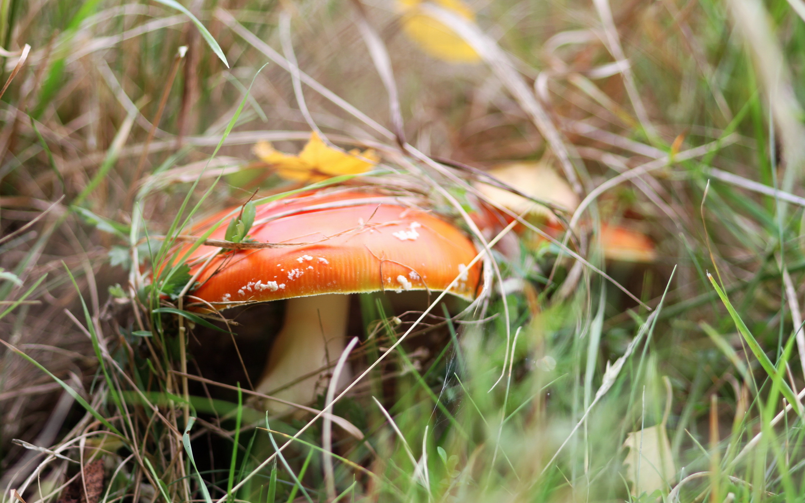 Download mobile wallpaper Nature, Close Up, Fall, Earth, Mushroom for free.