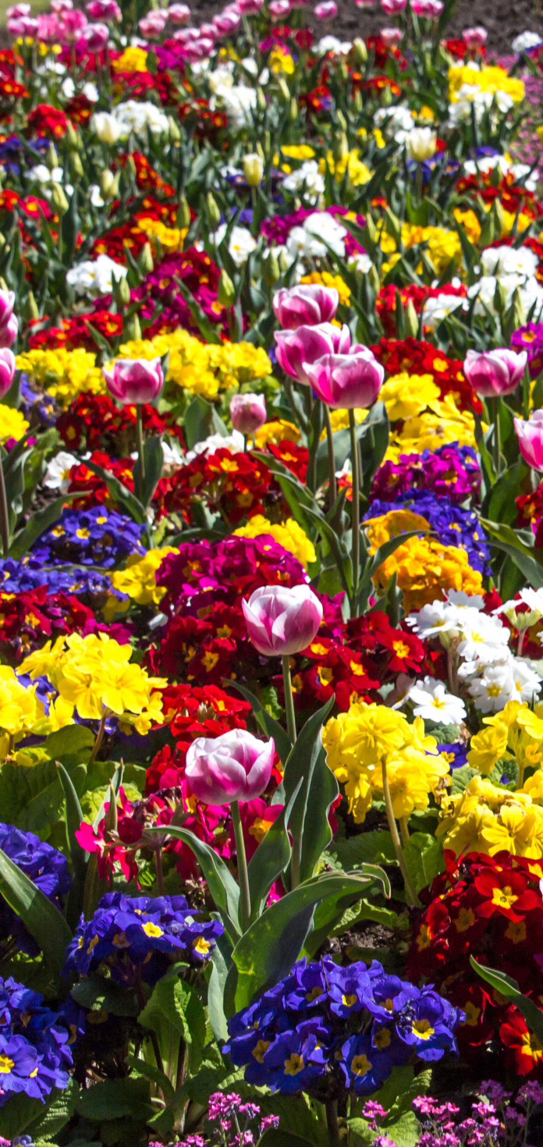Handy-Wallpaper Blumen, Blume, Erde, Farben, Bunt, Frühling, Tulpe, Primel, Erde/natur kostenlos herunterladen.