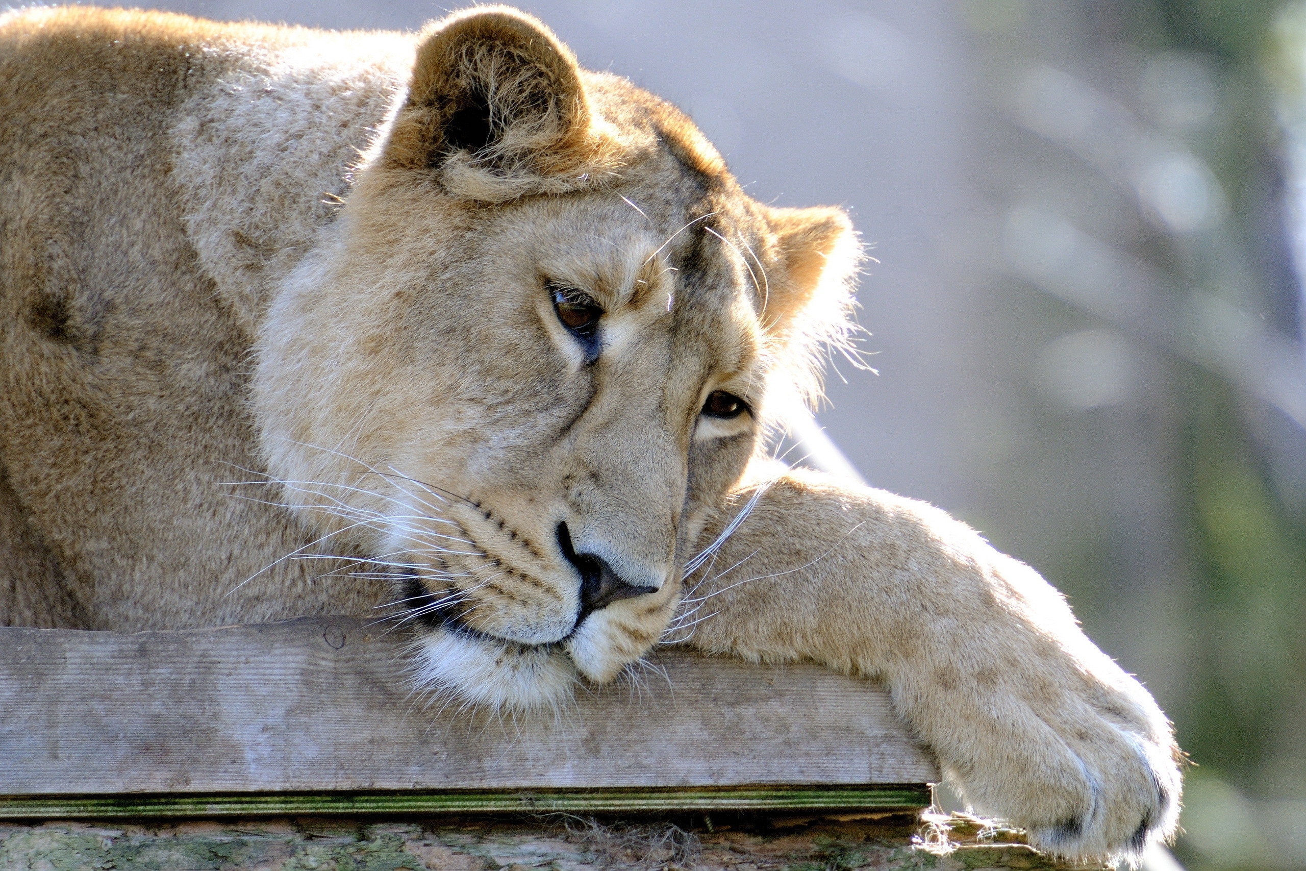 Free download wallpaper Animals, To Lie Down, Lie, Muzzle, Paw, Sorrow, Sadness, Lion on your PC desktop