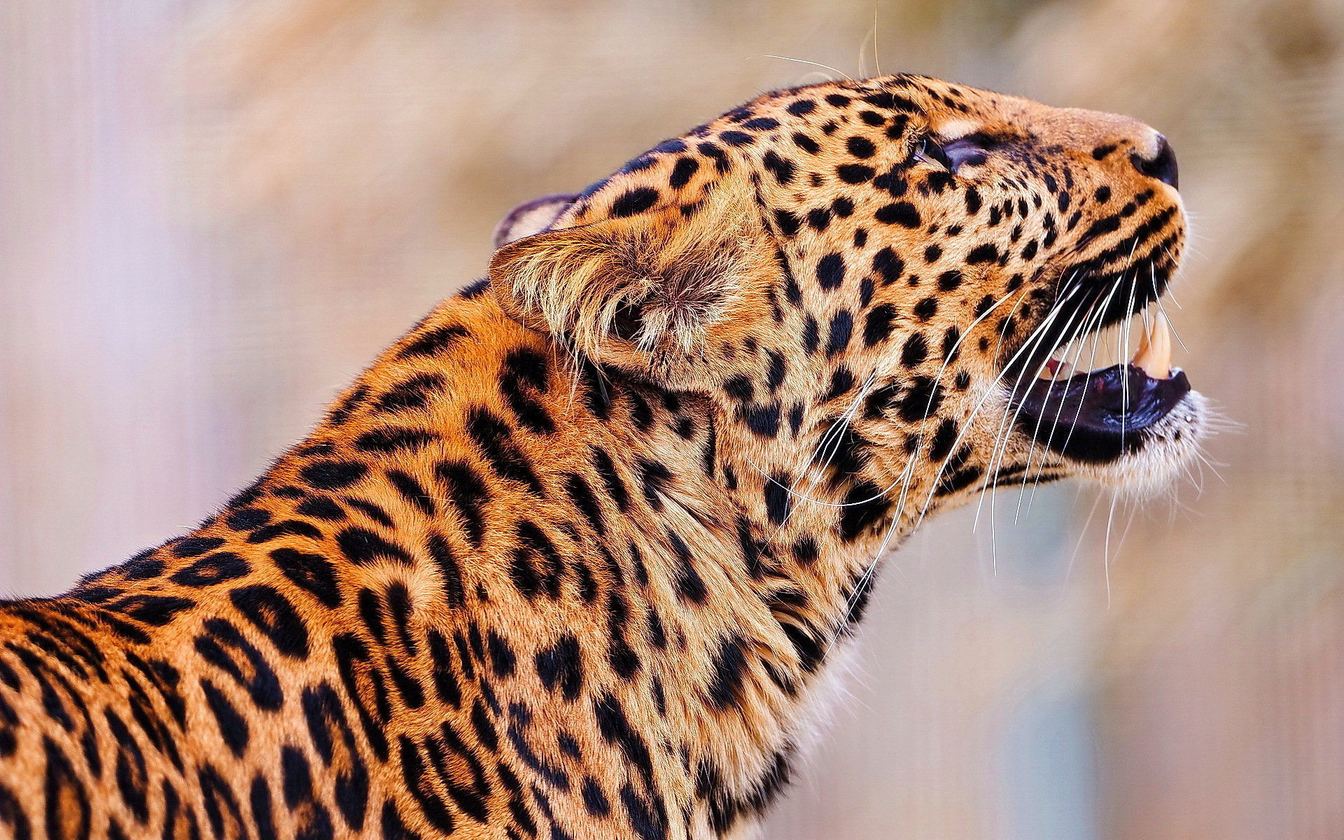 Descarga gratuita de fondo de pantalla para móvil de Leopardo, Gatos, Animales.