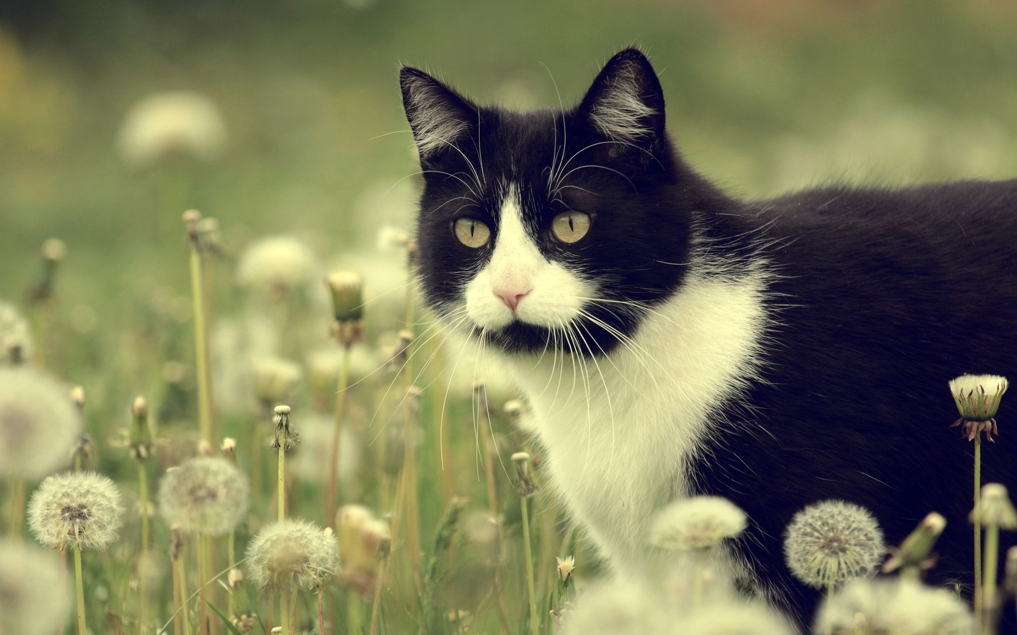 Baixe gratuitamente a imagem Gato, Gatos, Animais na área de trabalho do seu PC