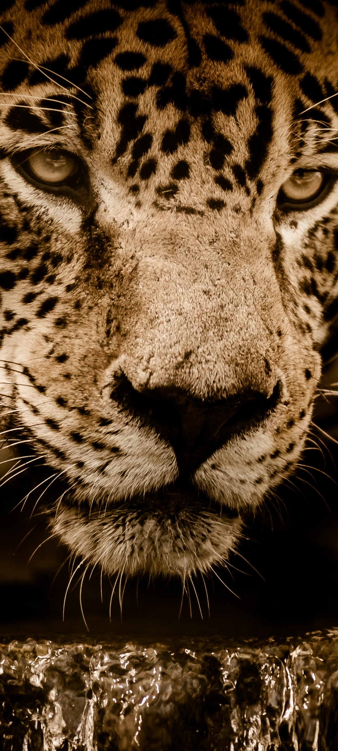 Download mobile wallpaper Cats, Jaguar, Animal for free.