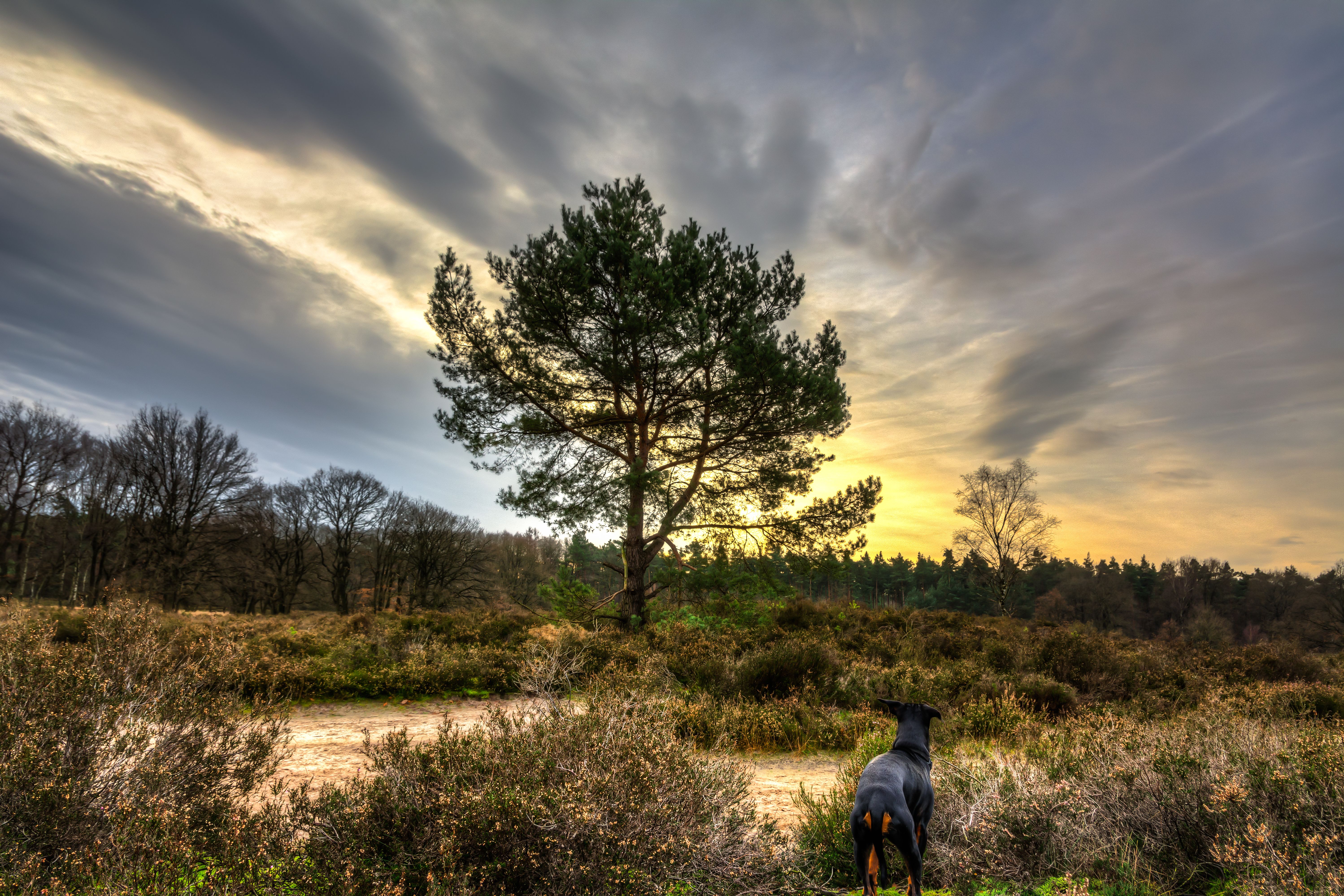 Handy-Wallpaper Landschaft, Natur, Wald, Baum, Hund, Fotografie kostenlos herunterladen.