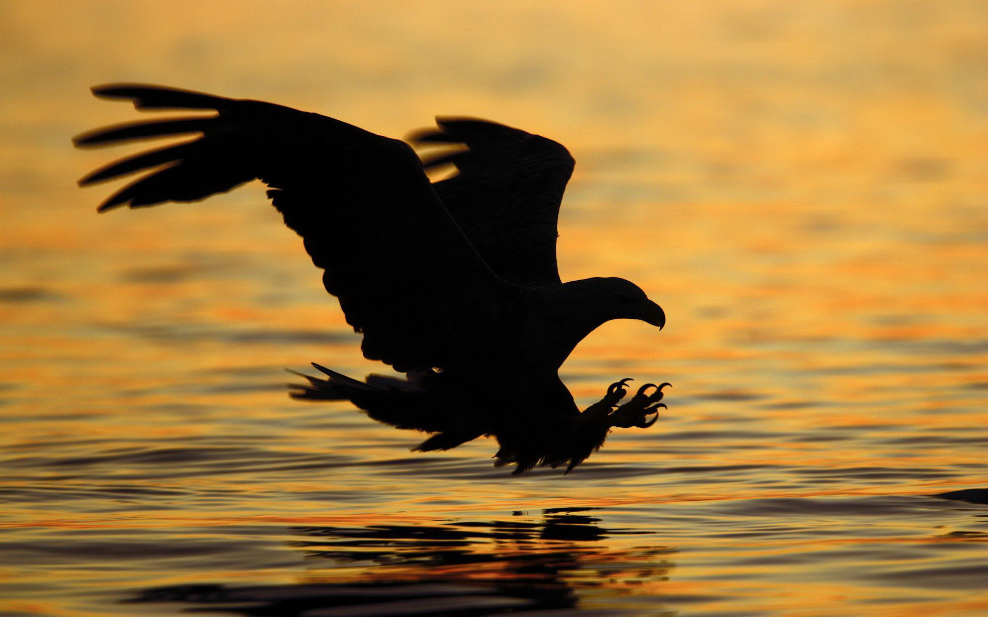 Handy-Wallpaper Adler, Vögel, Tiere kostenlos herunterladen.