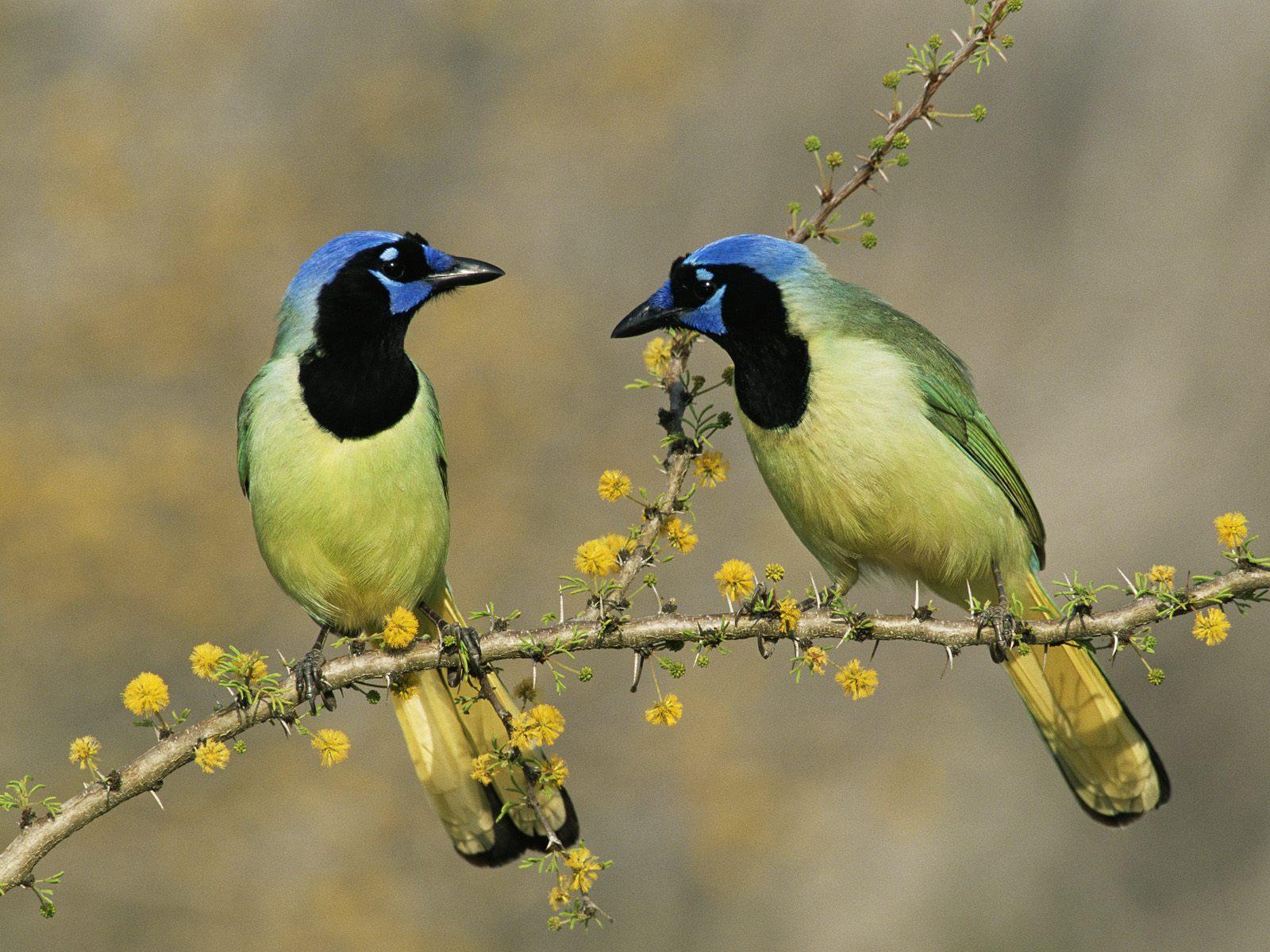 Téléchargez gratuitement l'image Animaux, Oiseau sur le bureau de votre PC