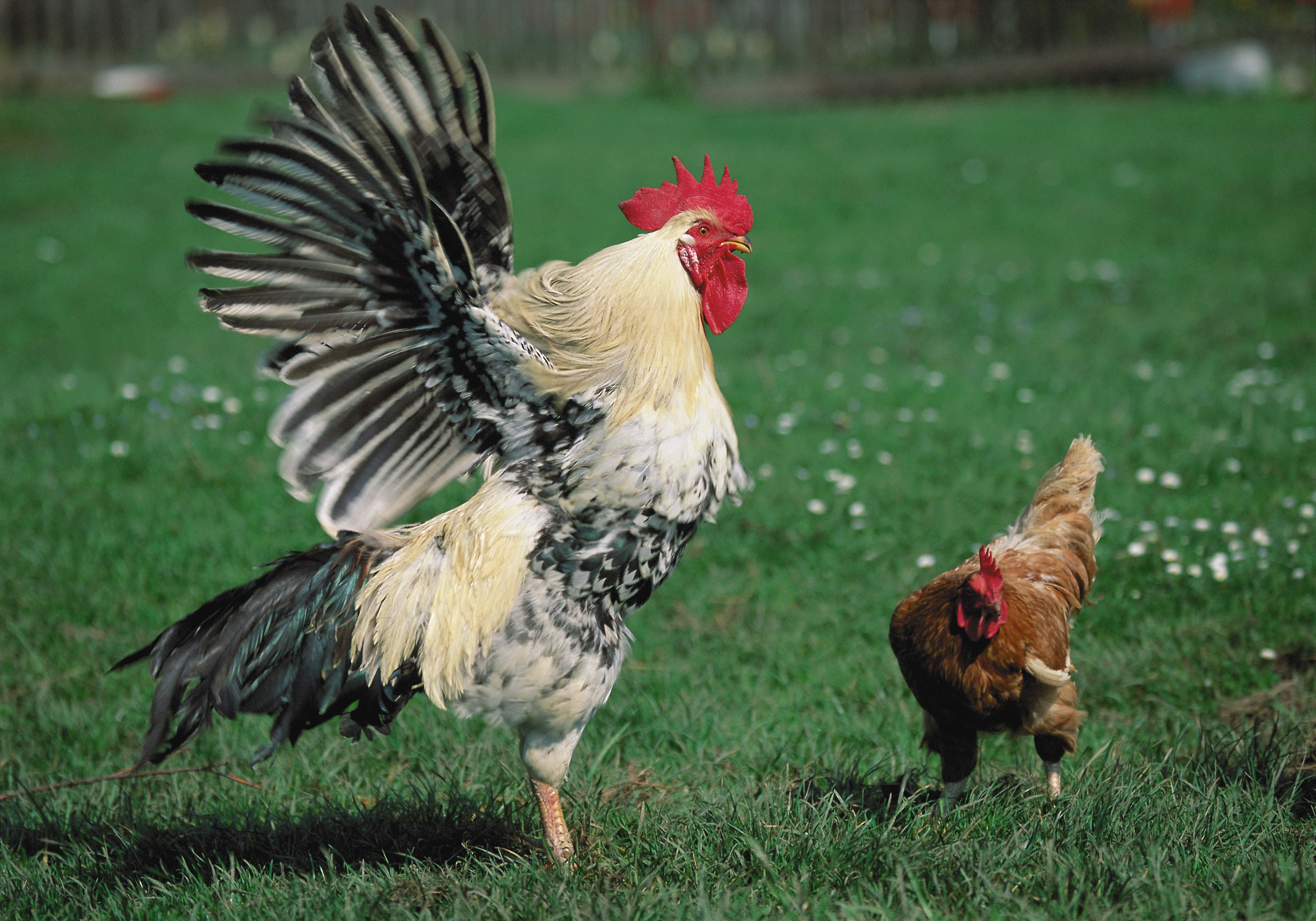85709 скачать картинку курица, животные, трава, петух - обои и заставки бесплатно