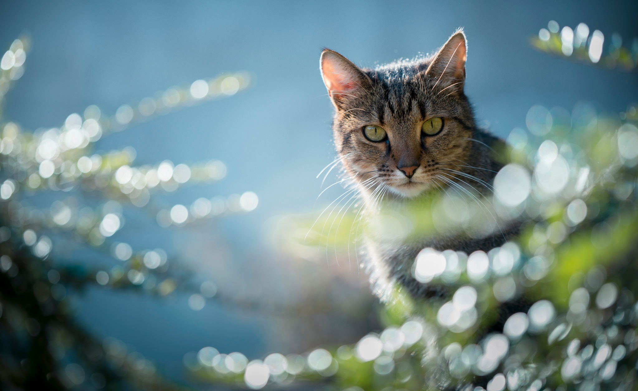 Download mobile wallpaper Cats, Cat, Animal, Bokeh, Stare for free.