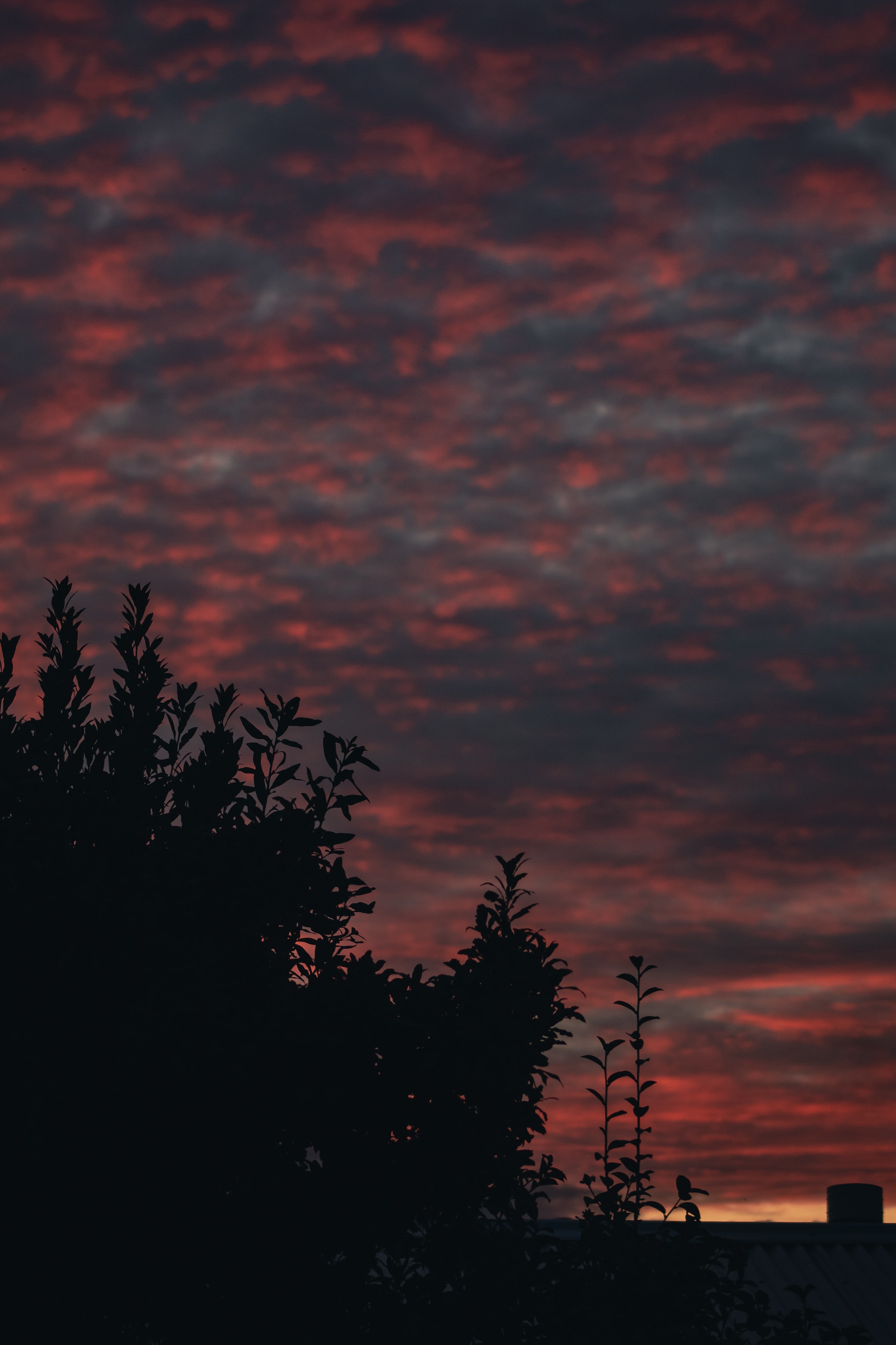 Free download wallpaper Nature, Sunset, Sky, Bush, Branches on your PC desktop