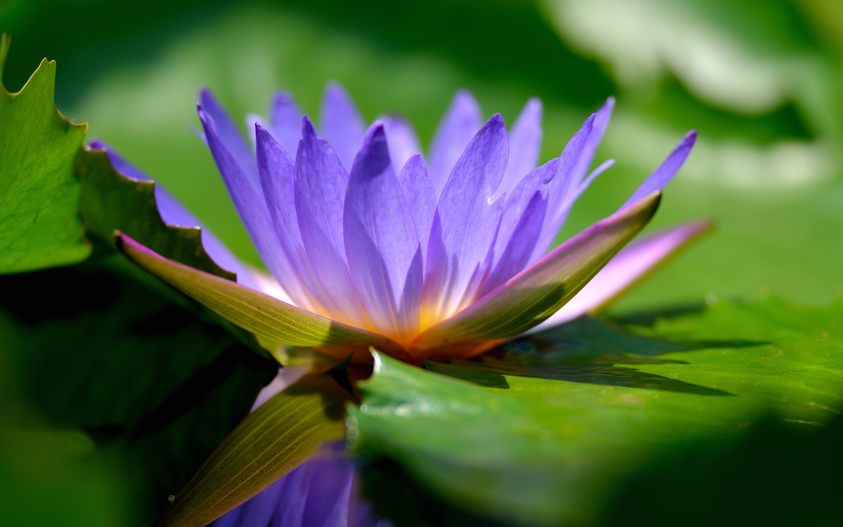 Descarga gratis la imagen Flores, Loto, Tierra/naturaleza en el escritorio de tu PC