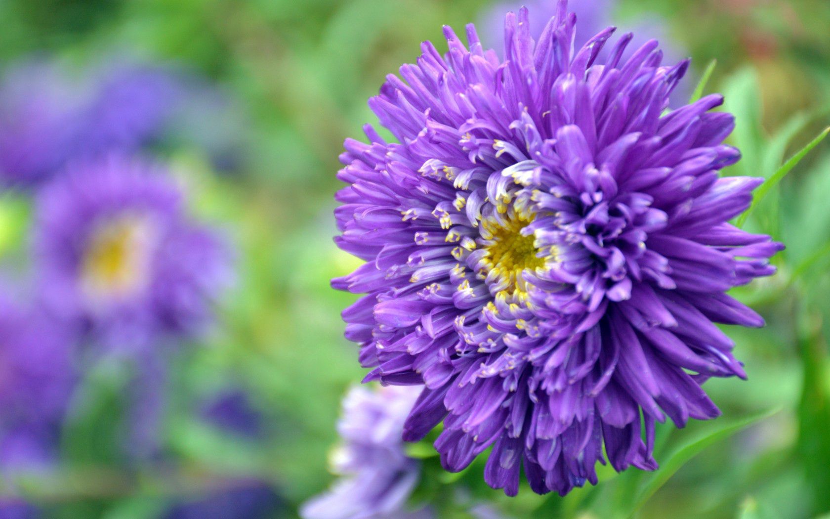 116561 télécharger l'image fleurs, violet, fleur, pétales, mauve, aster - fonds d'écran et économiseurs d'écran gratuits
