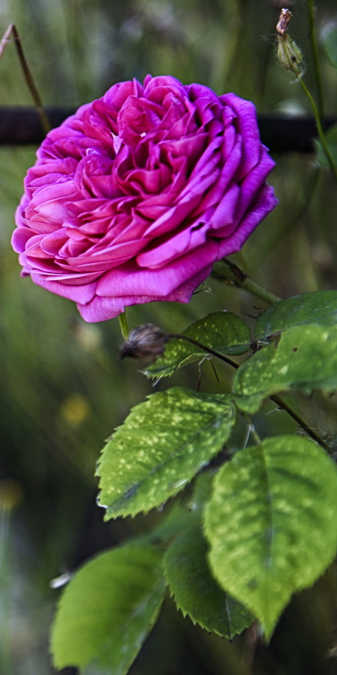 Скачать картинку Цветок, Роза, Весна, Земля/природа, Розовая Роза, Флауэрсы в телефон бесплатно.
