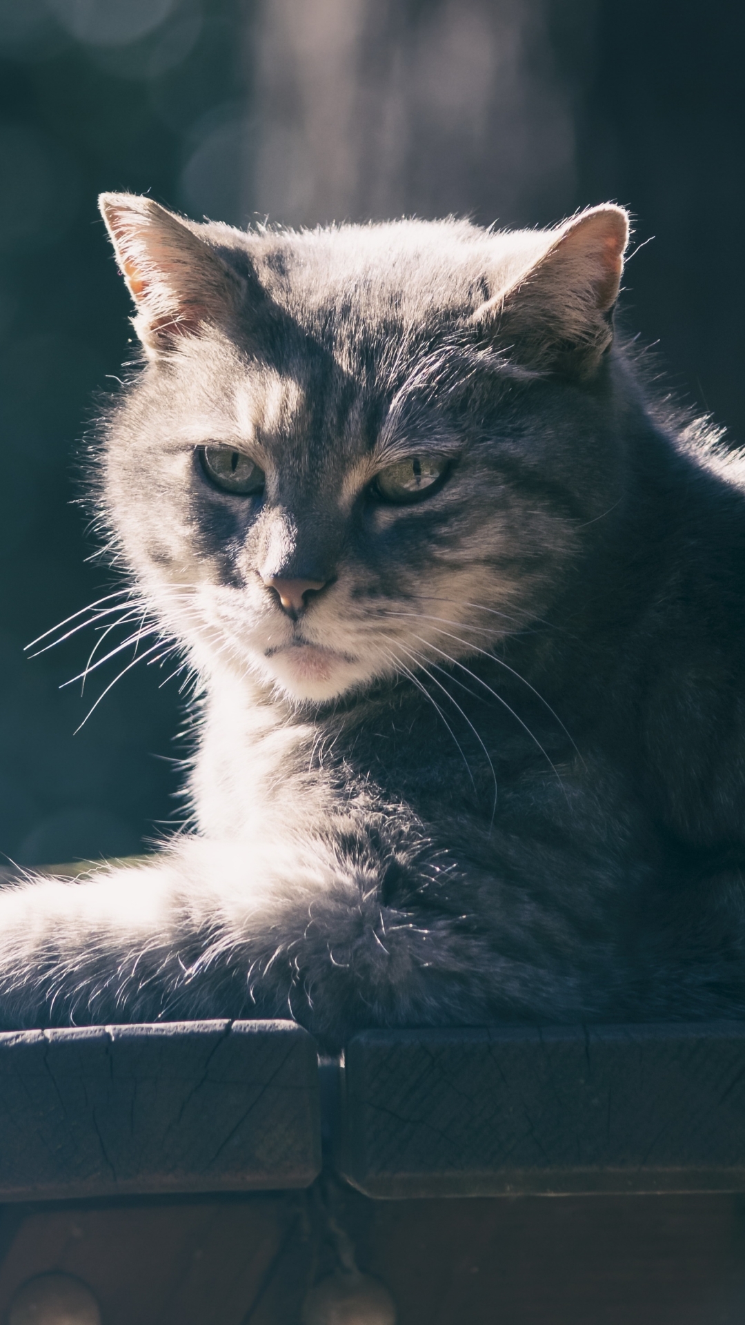 Handy-Wallpaper Tiere, Katzen, Katze, Bokeh, Sonnig, Starren kostenlos herunterladen.