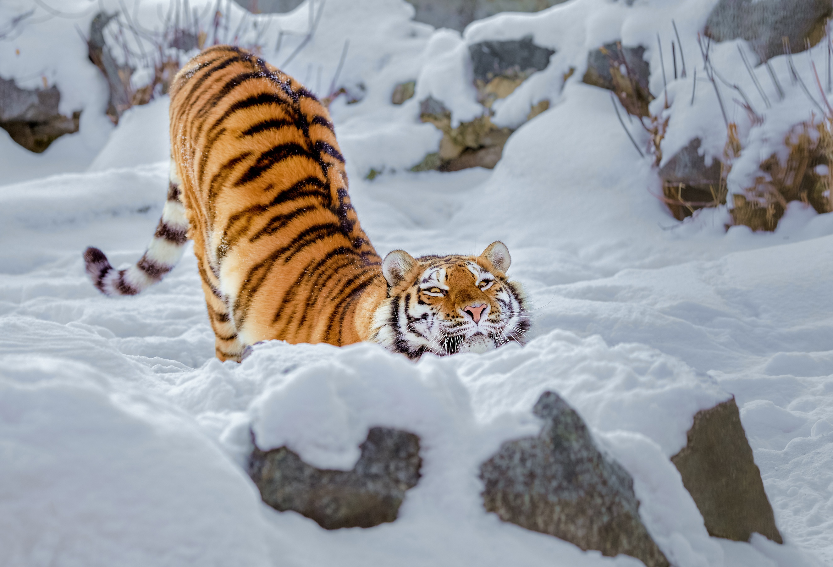 無料モバイル壁紙動物, 冬, 雪, 猫, 虎をダウンロードします。