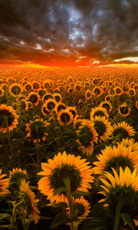 Download mobile wallpaper Flowers, Sunset, Sun, Earth, Field, Sunflower, Yellow Flower for free.