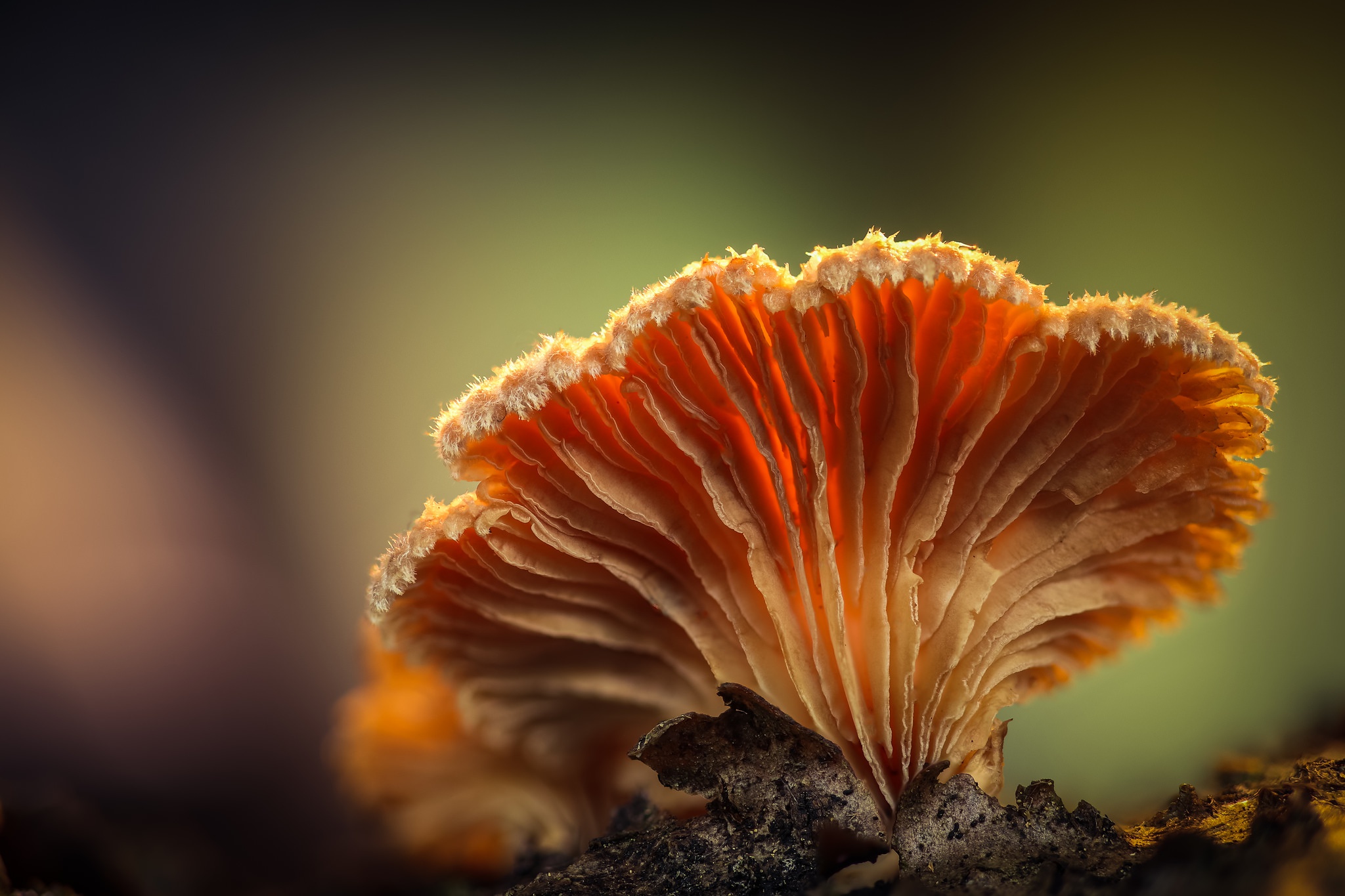 Téléchargez des papiers peints mobile Macro, Champignon, La Nature, Terre/nature gratuitement.