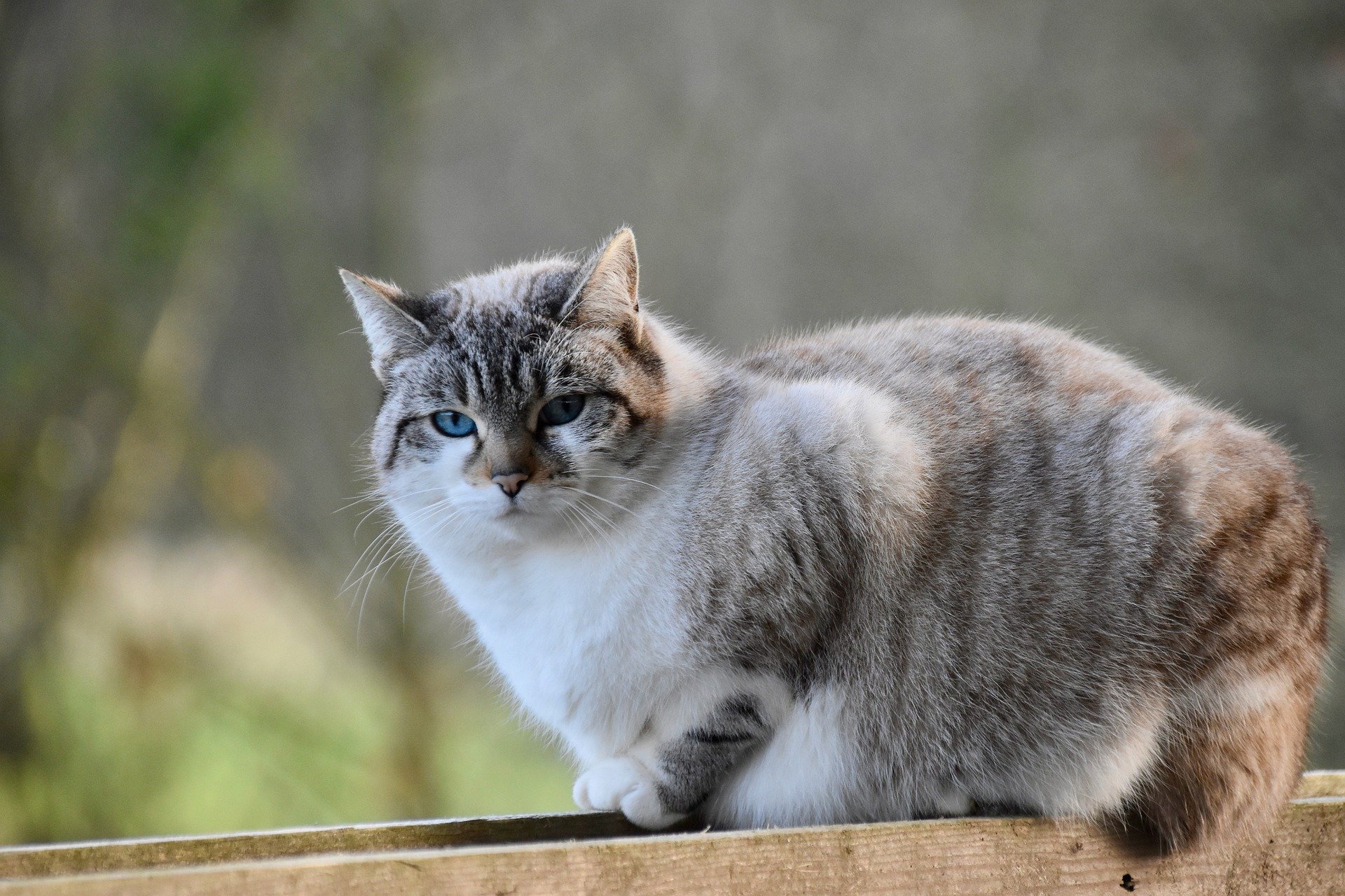 Baixe gratuitamente a imagem Animais, Gatos, Gato na área de trabalho do seu PC