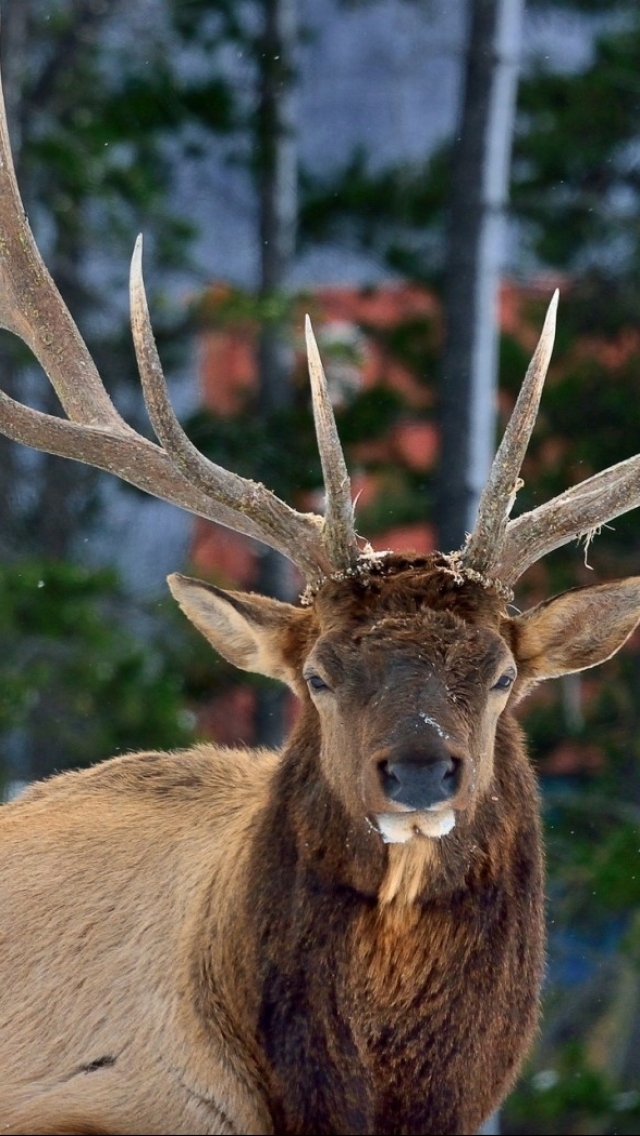 Handy-Wallpaper Tiere, Hirsch kostenlos herunterladen.