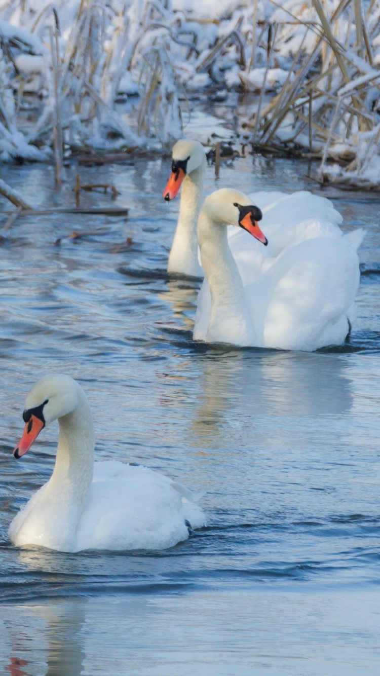 Download mobile wallpaper Winter, Birds, Snow, Bird, Animal, Swan, Mute Swan for free.