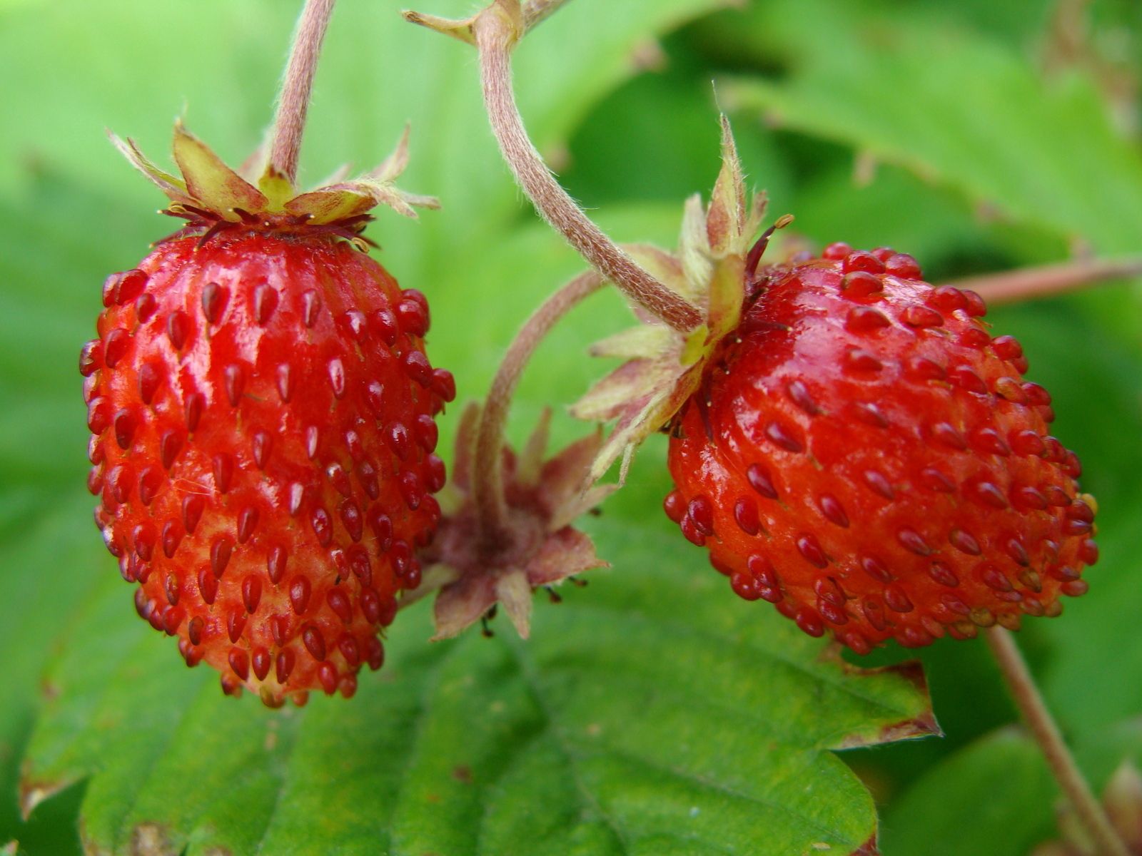 food, strawberry, leaves, ripe, wild strawberries, wild berry, forest berry