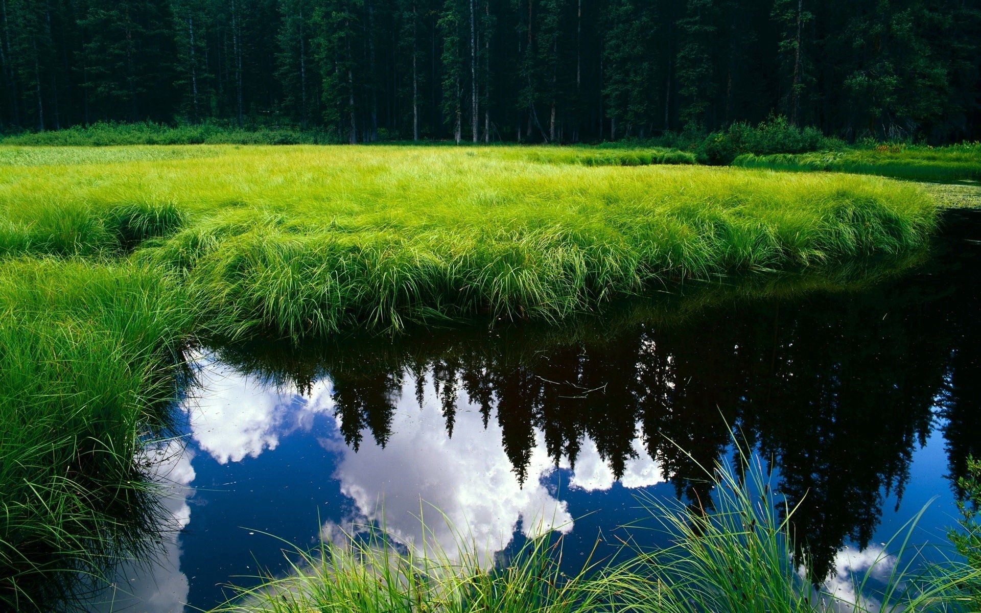 Free download wallpaper Pond, Grass, Reflection, Nature on your PC desktop