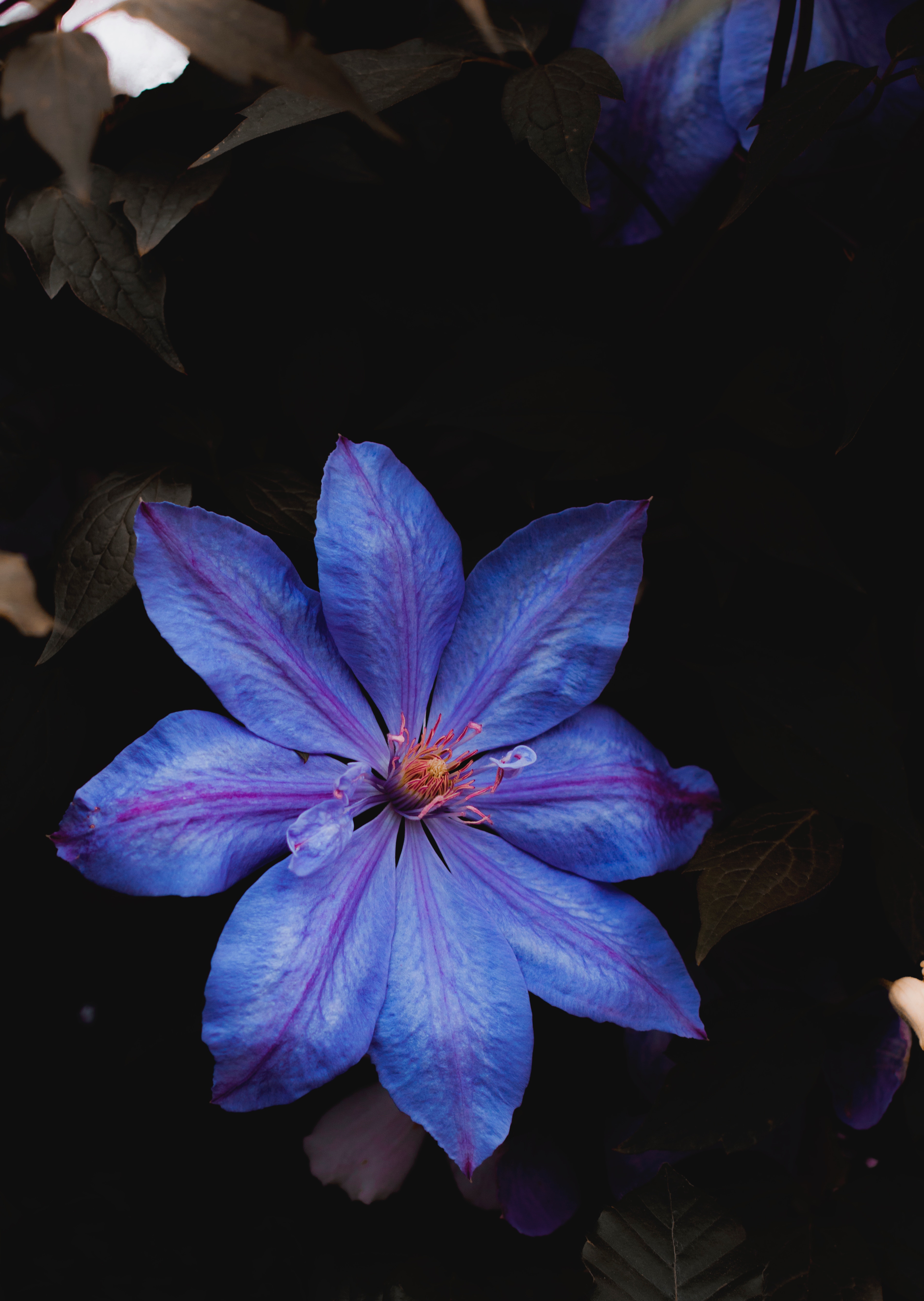 95763 baixar papel de parede floração, flores, azul, flor, plantar, planta, fechar se, close up, florescer - protetores de tela e imagens gratuitamente