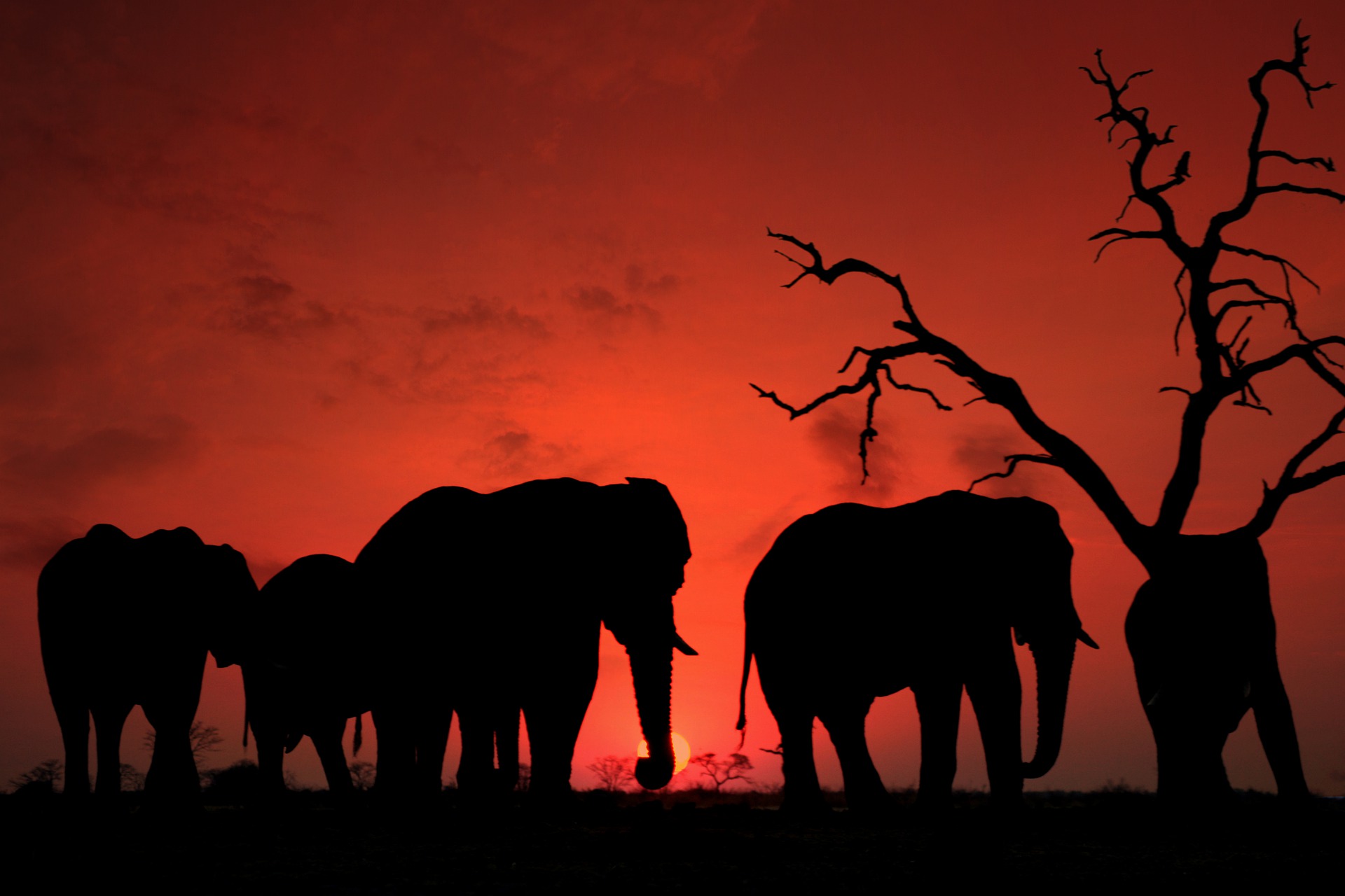 Скачать обои бесплатно Животные, Закат, Слоны, Силуэт, Африканский Слон картинка на рабочий стол ПК