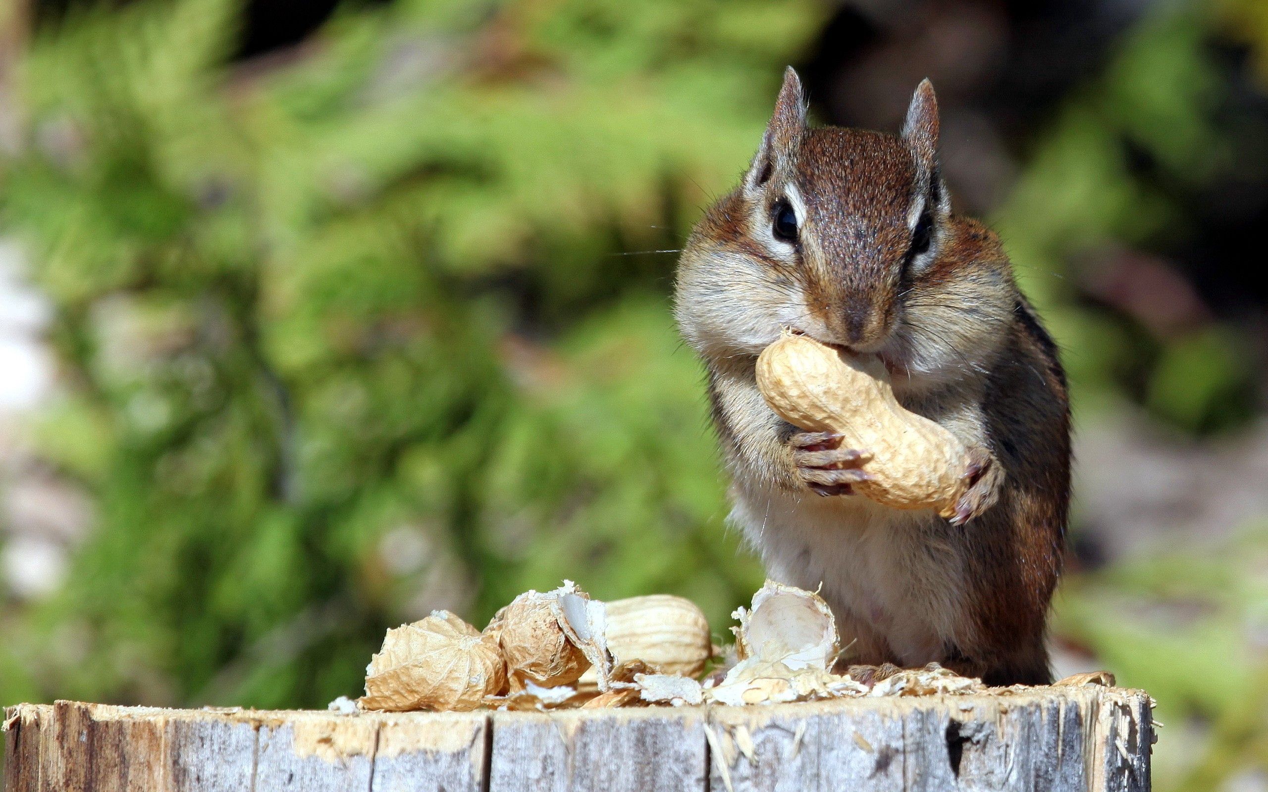 animals, squirrel, food, nut, mining