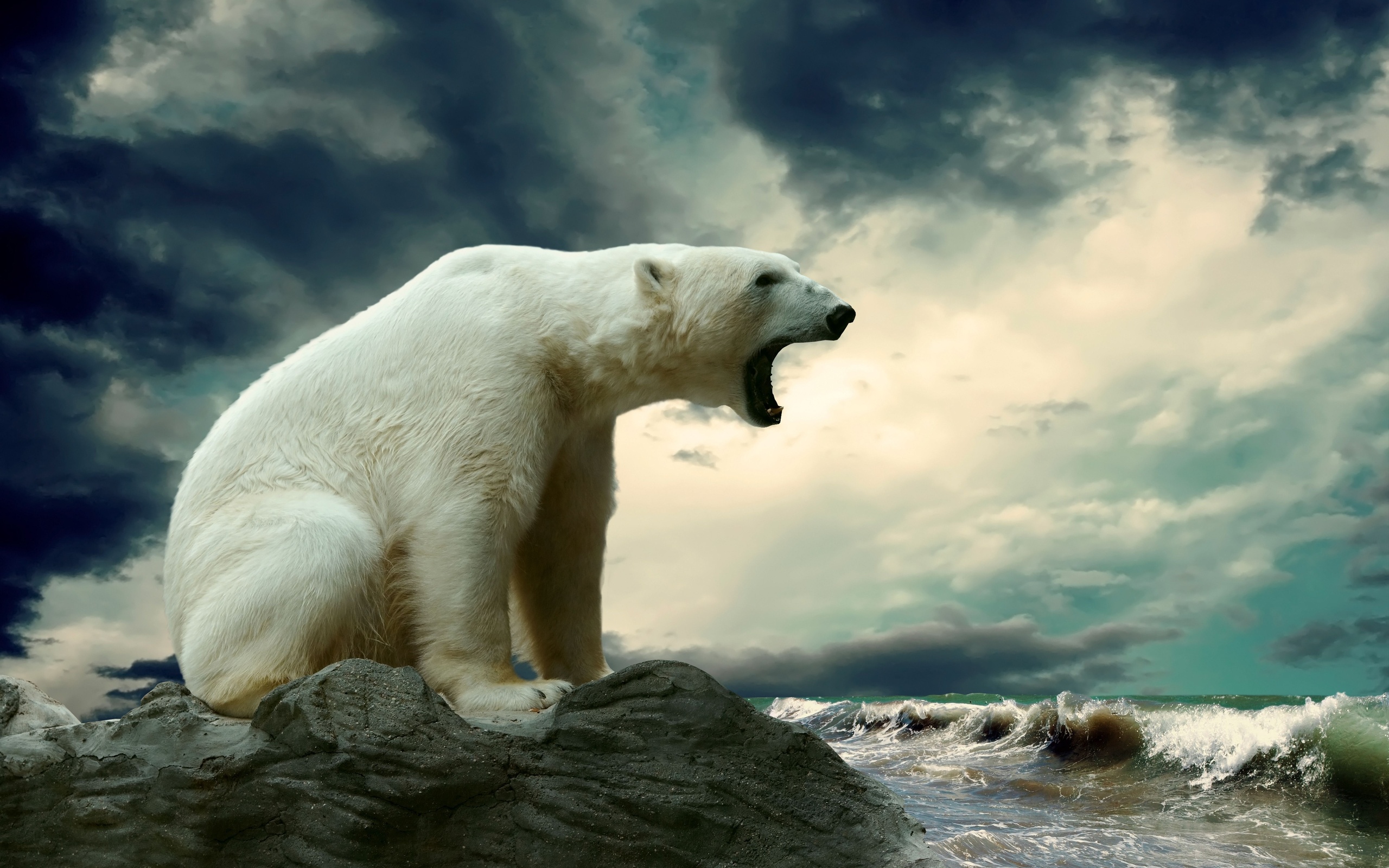 280644 descargar imagen oso polar, osos, animales, oso: fondos de pantalla y protectores de pantalla gratis