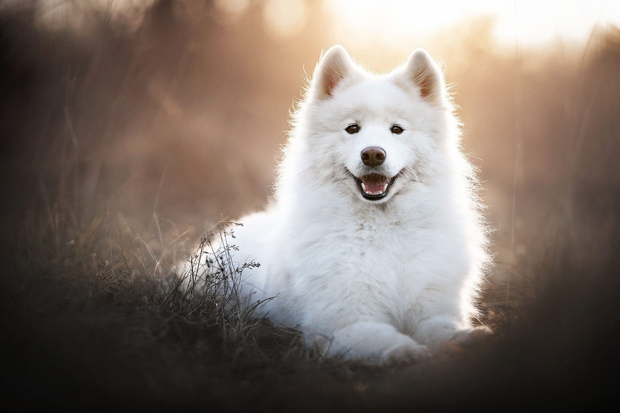 469539 descargar imagen animales, samoyedo, perro, perros: fondos de pantalla y protectores de pantalla gratis