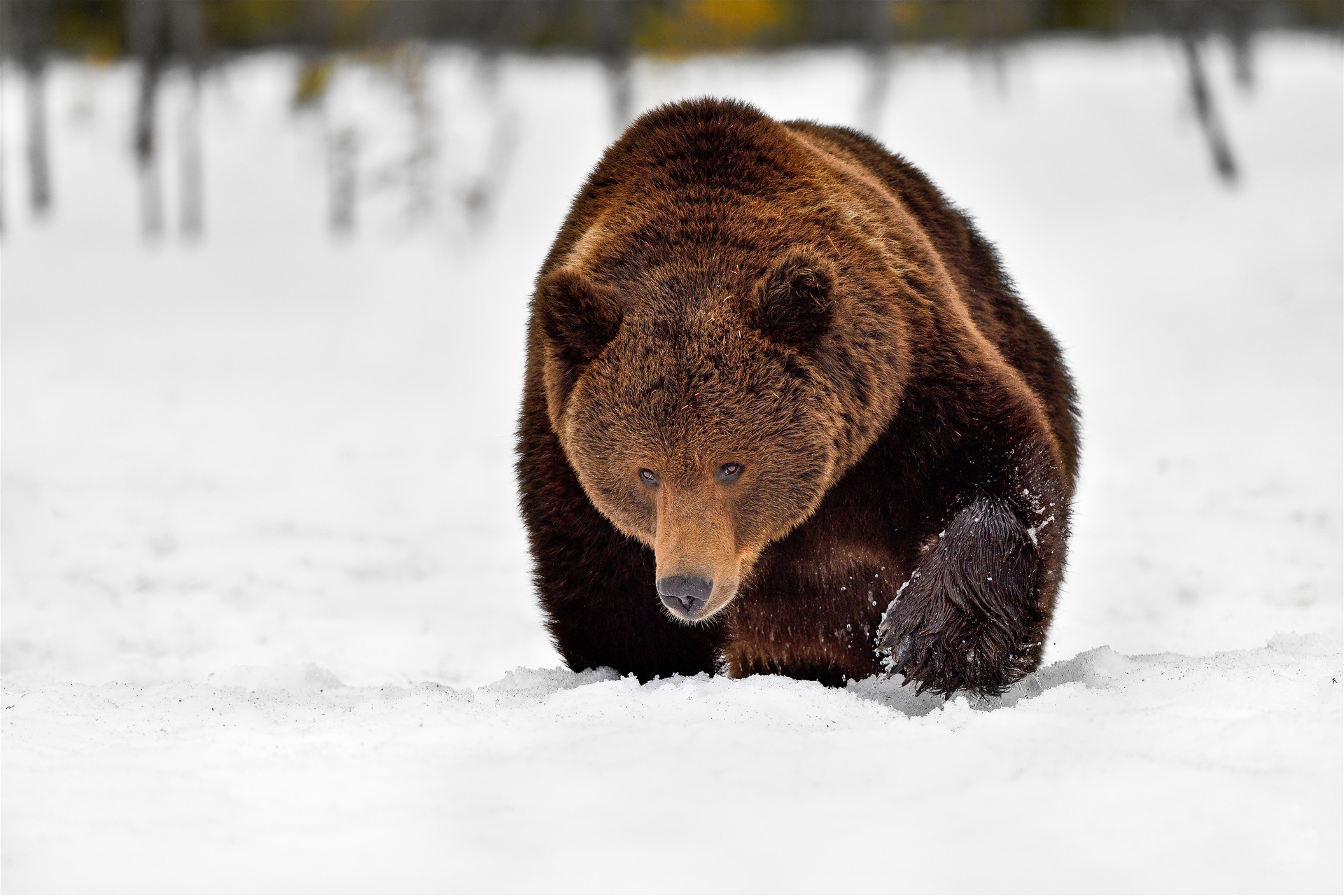 Handy-Wallpaper Tiere, Winter, Schnee, Bären, Bär kostenlos herunterladen.