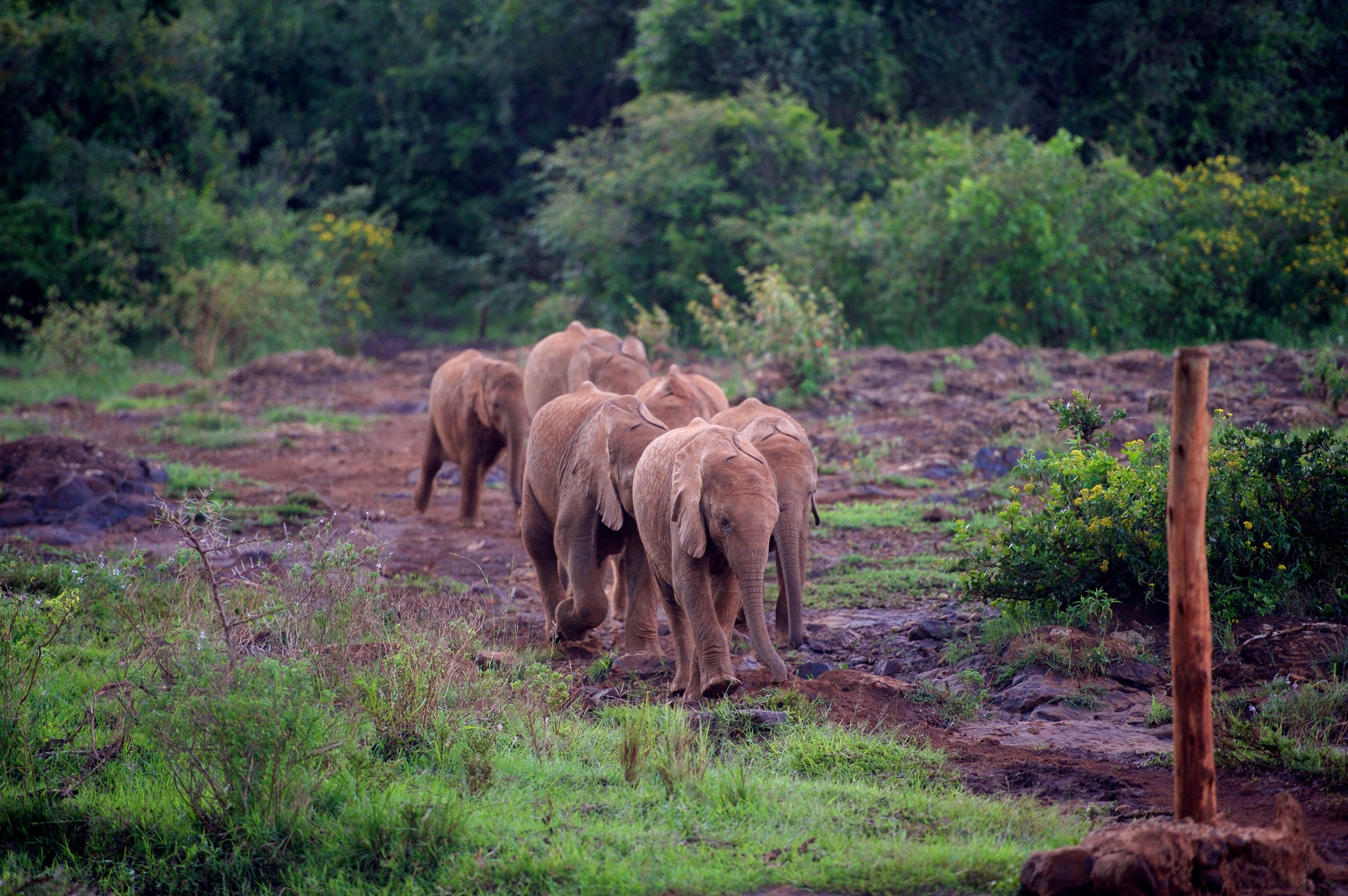 Скачати мобільні шпалери Слони, Тварина, Африка, Ссавець, Дитинча Тварини, Африканський Чагарниковий Слон безкоштовно.