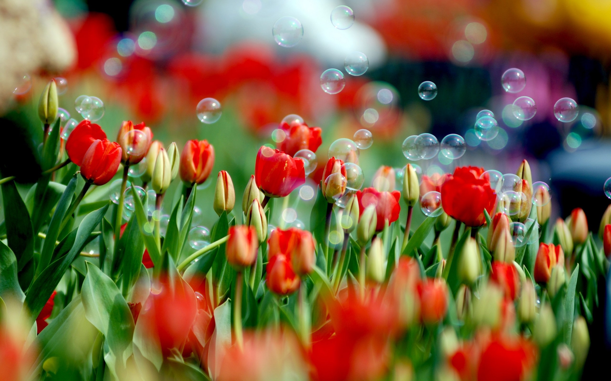 tulip, flower, earth, bubble, flowers