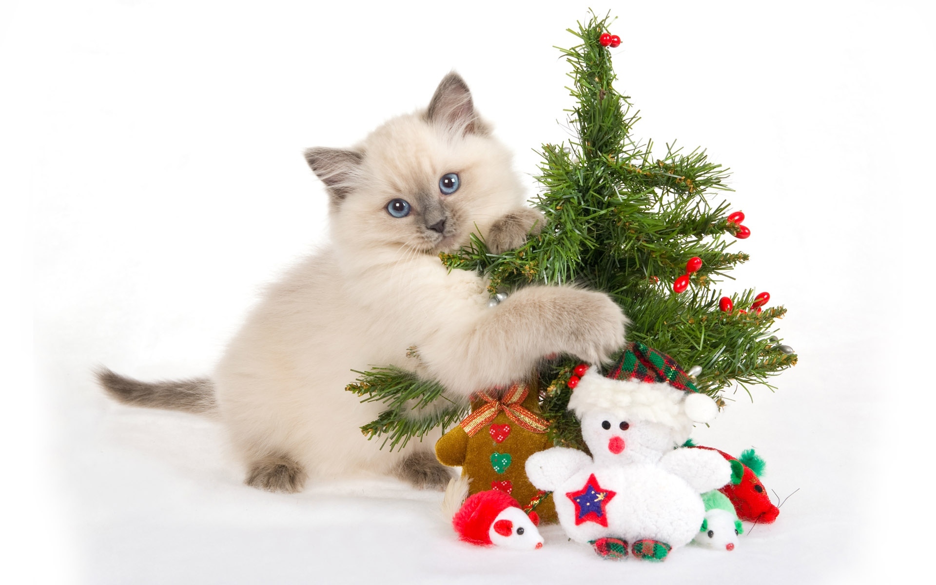 Baixe gratuitamente a imagem Animais, Gatos, Gato na área de trabalho do seu PC