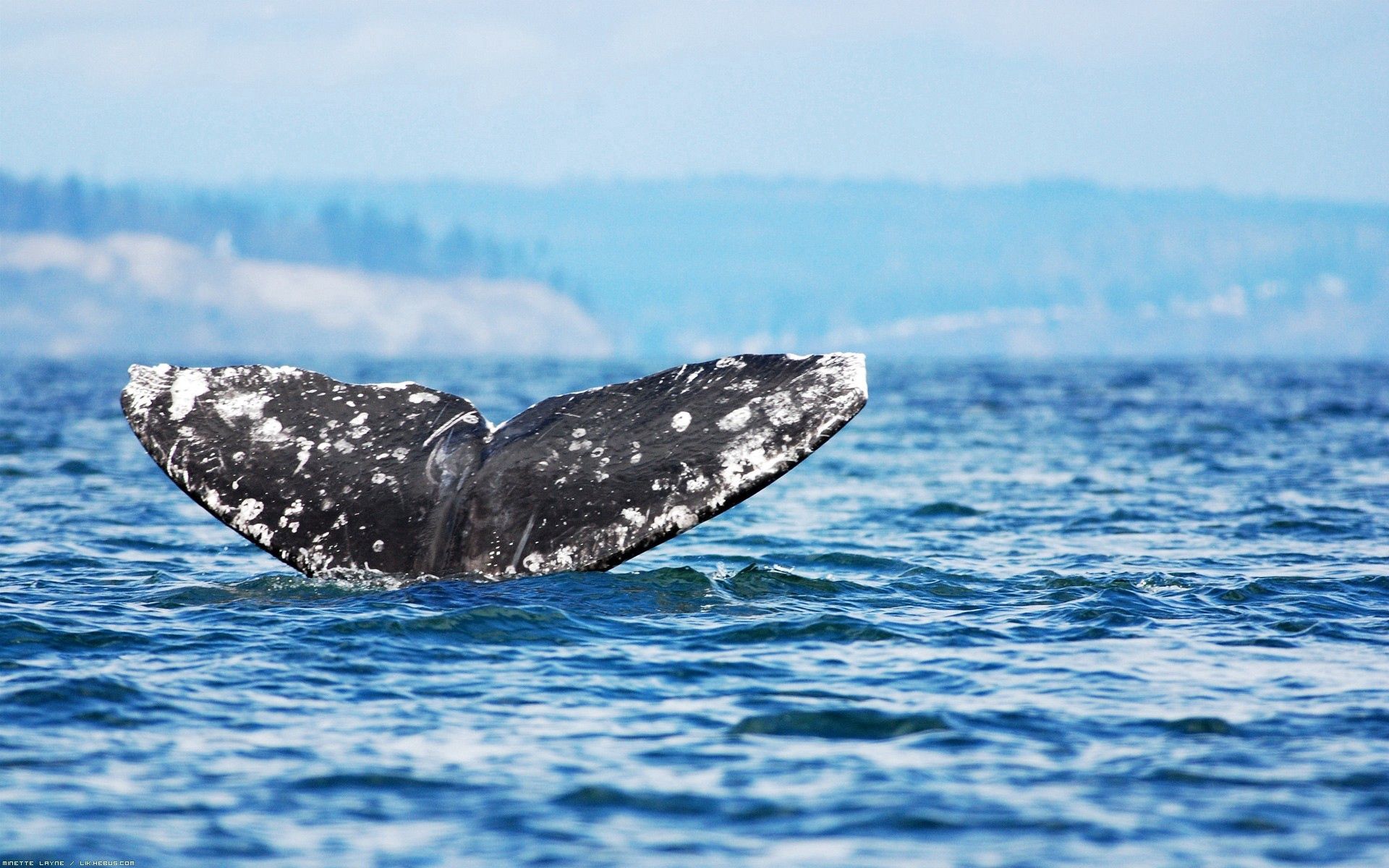 120524 télécharger le fond d'écran baleine, animaux, sky, mer, océan, rebondir, sauter - économiseurs d'écran et images gratuitement